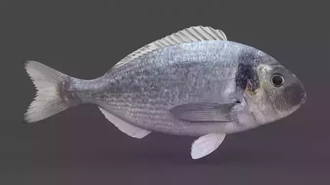 Dorado Fish 3D model