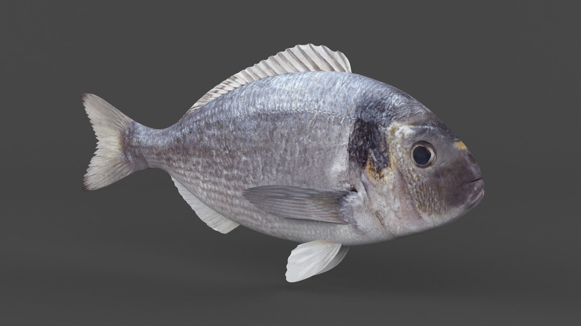 Dorado Fish 3D model_1