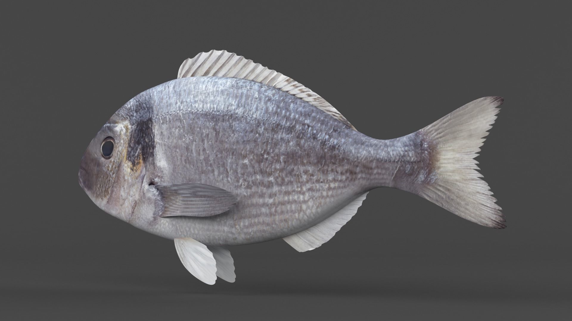 Dorado Fish 3D model_2