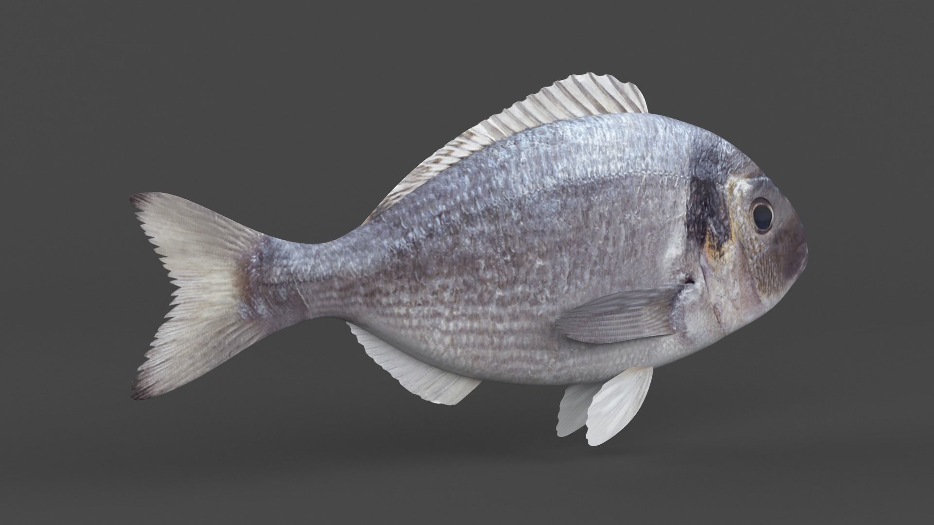 Dorado Fish 3D model_3