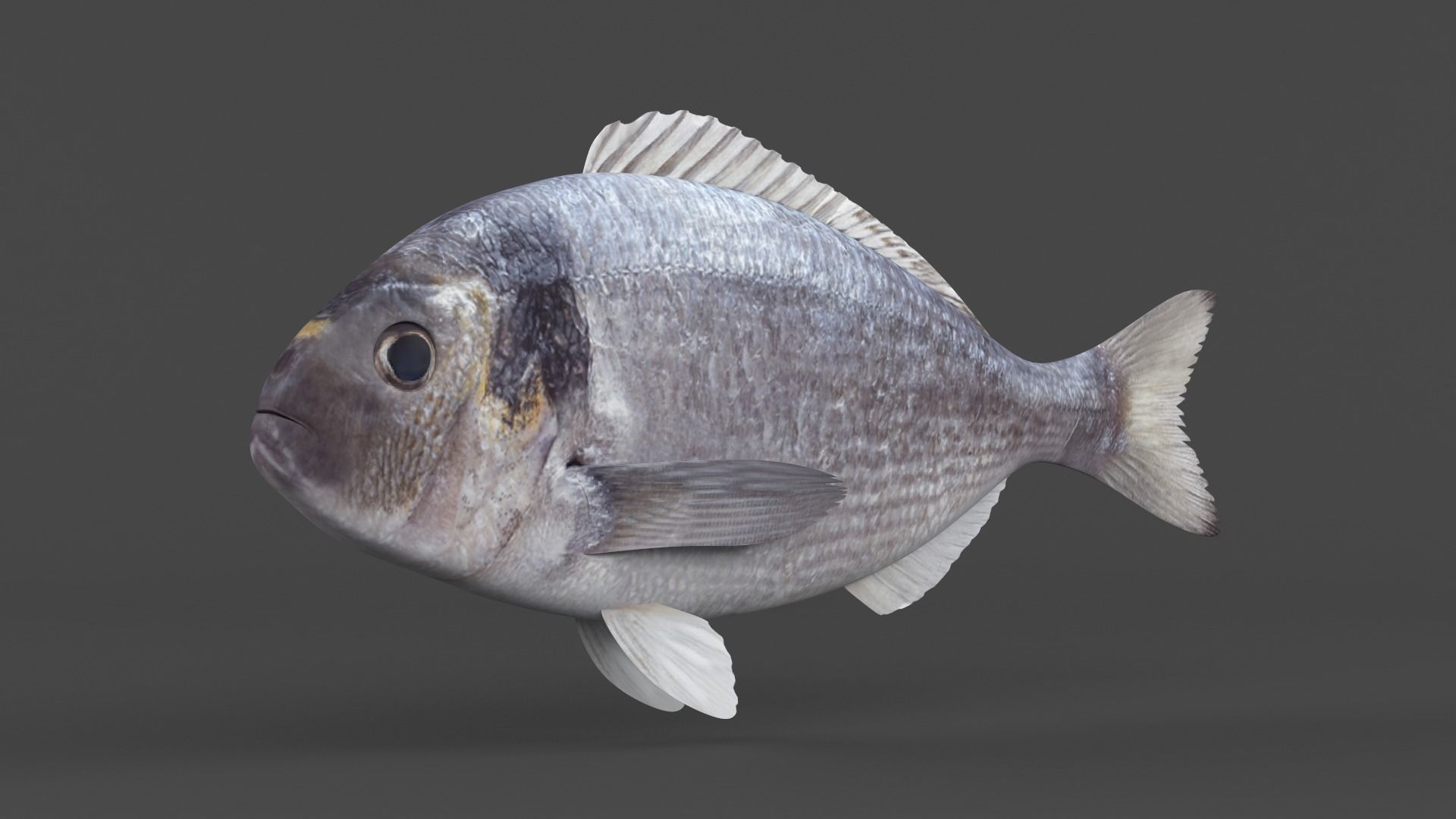 Dorado Fish 3D model_4