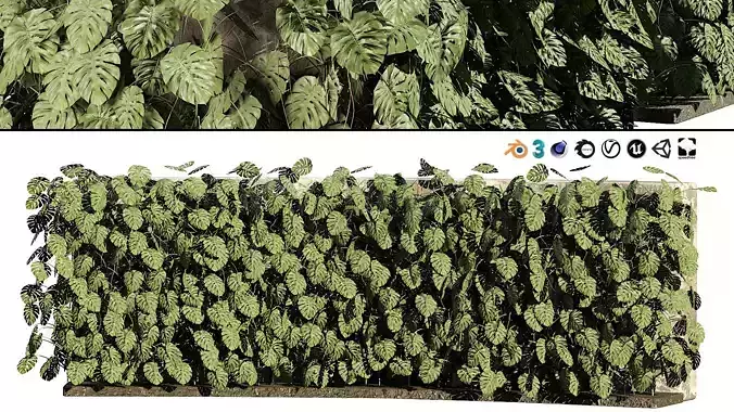 Indoor Swiss Cheese Plant Greenwall 3D Model Low-poly 3D model