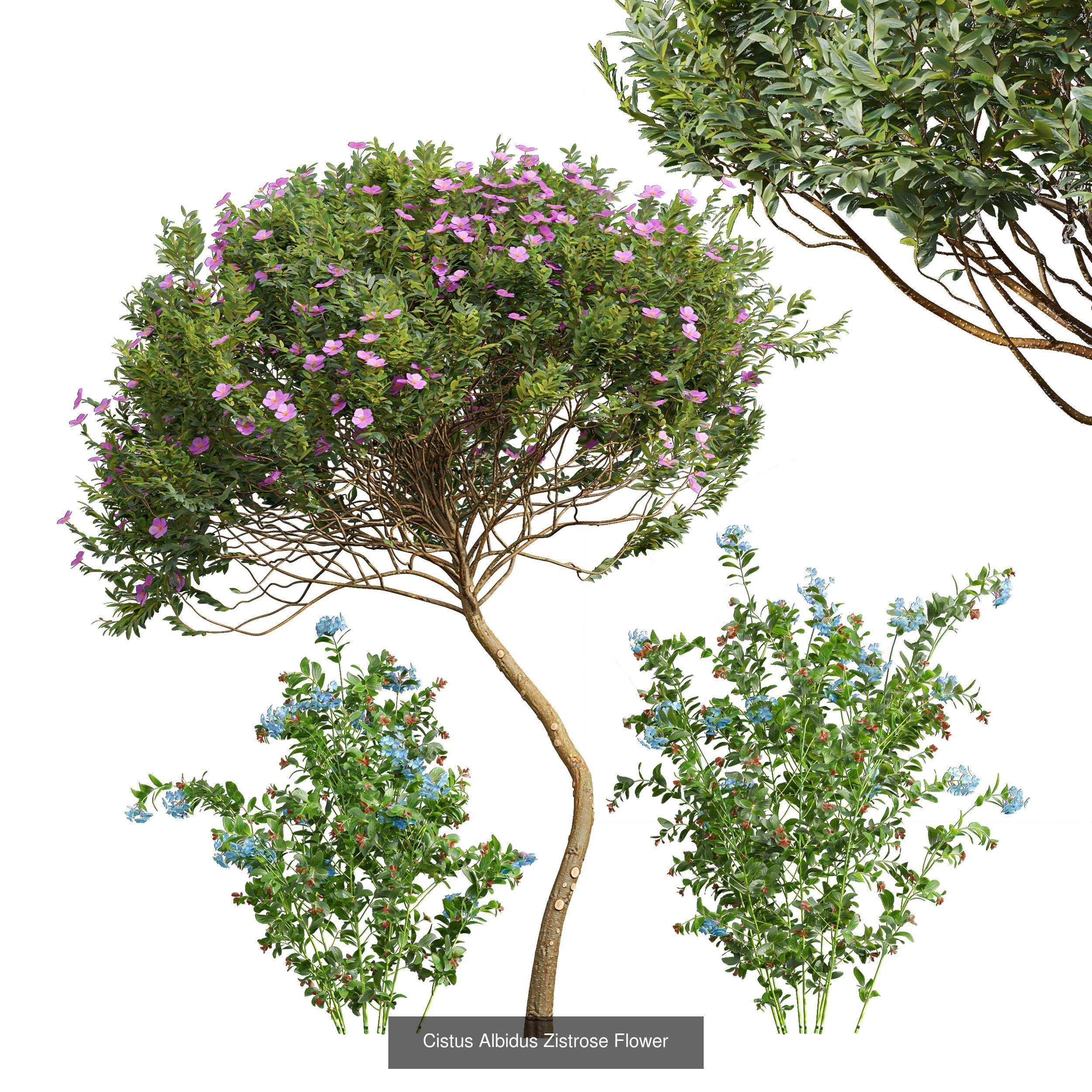 10 Different SETS Of Bush SET VOL12 3D Model Collection_6