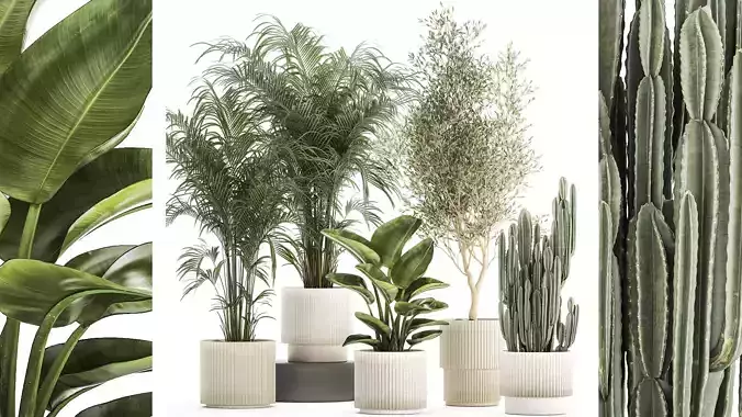 Beautiful plants Strelitzia Oliva cactus in pots 1380 3D model