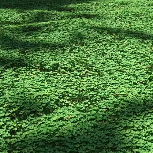 Clover lawn 3D model