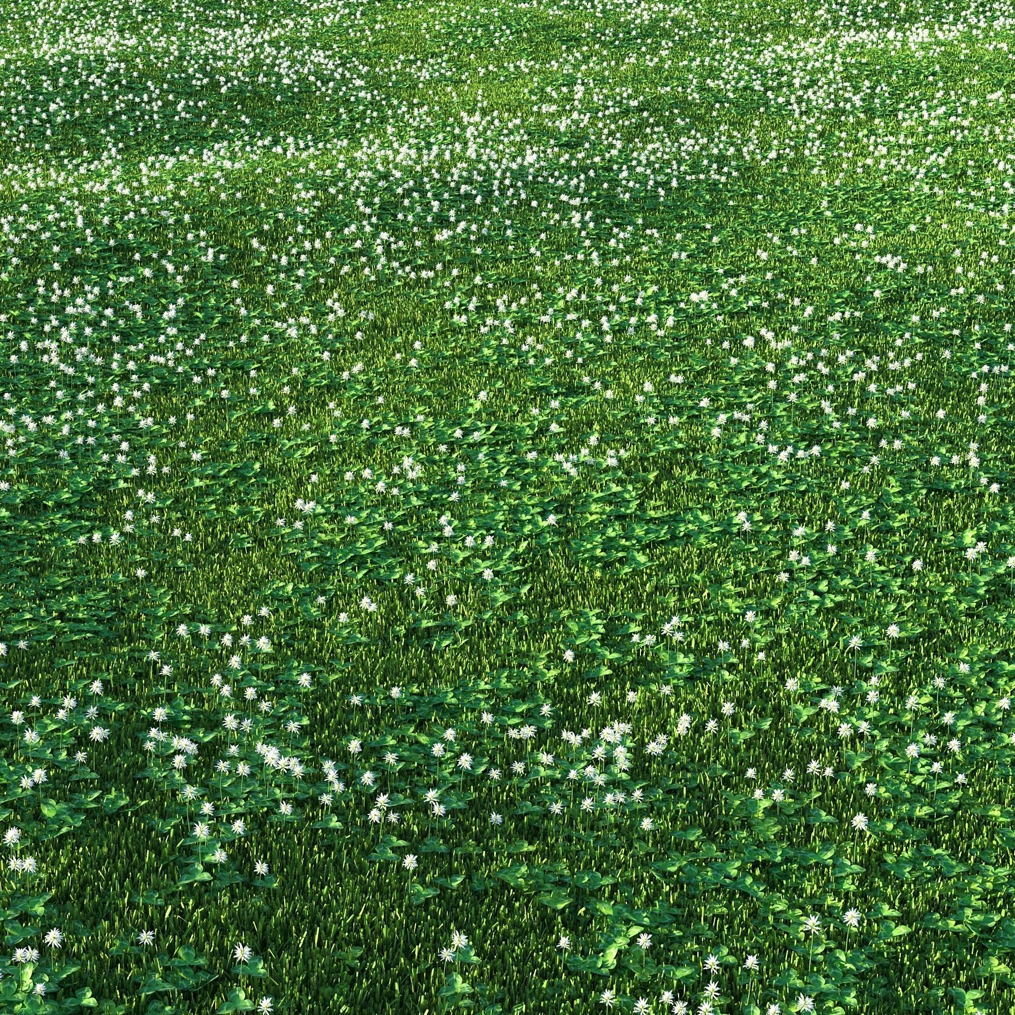 white Clover lawn 3D model_1