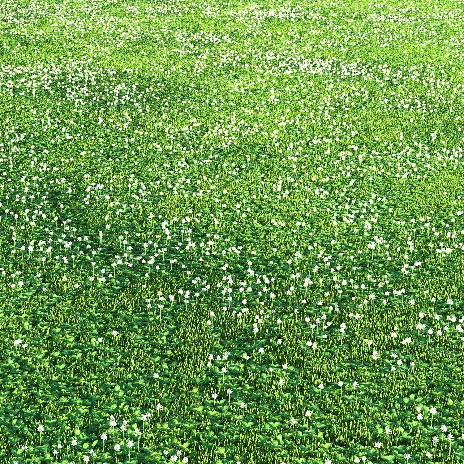 white Clover lawn 3D model_2