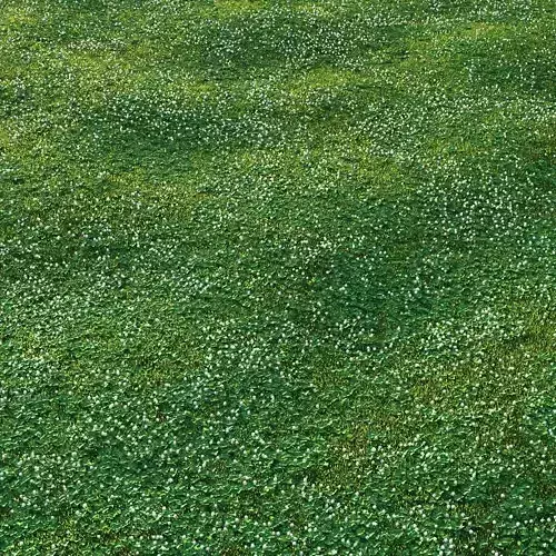 white Clover lawn 3D model