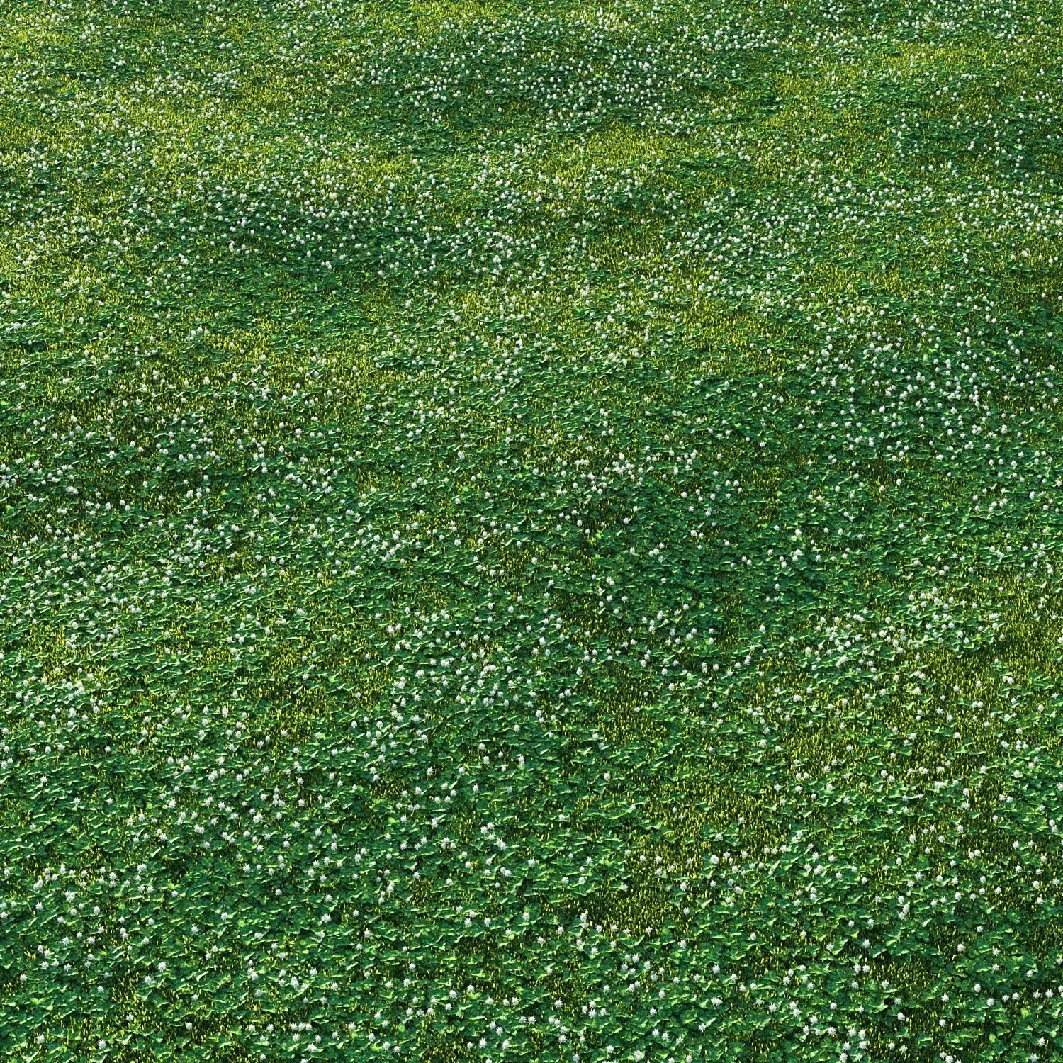 white Clover lawn 3D model_0