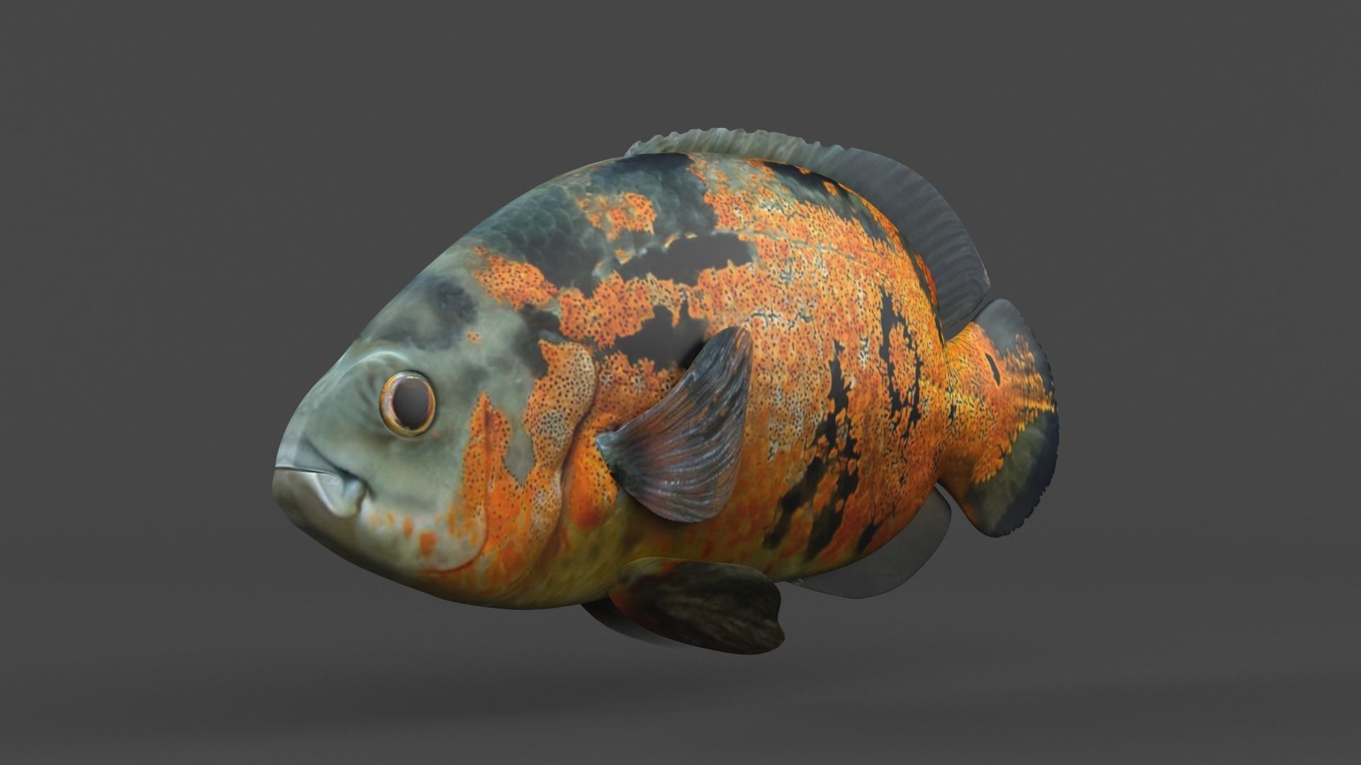 Oscar Fish 3D model_4