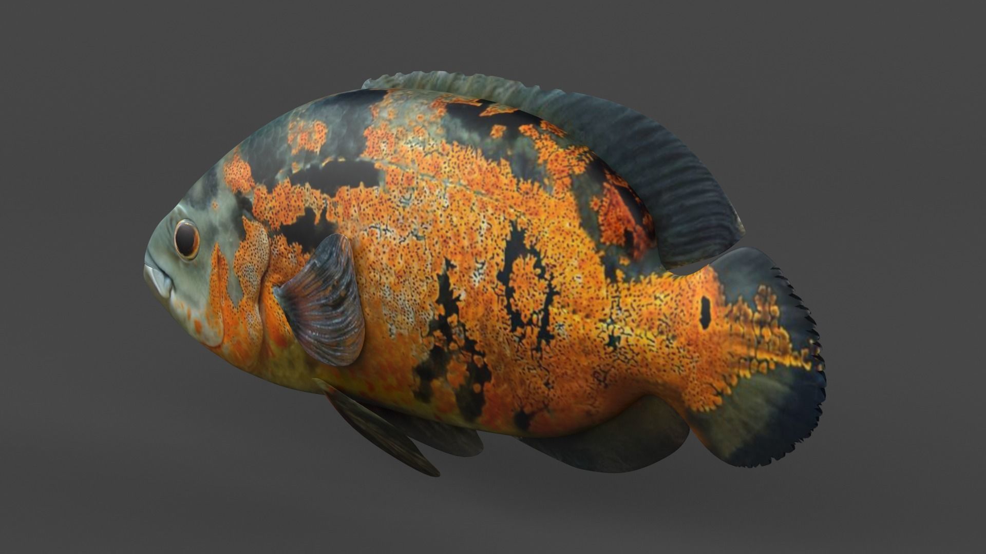 Oscar Fish 3D model_3