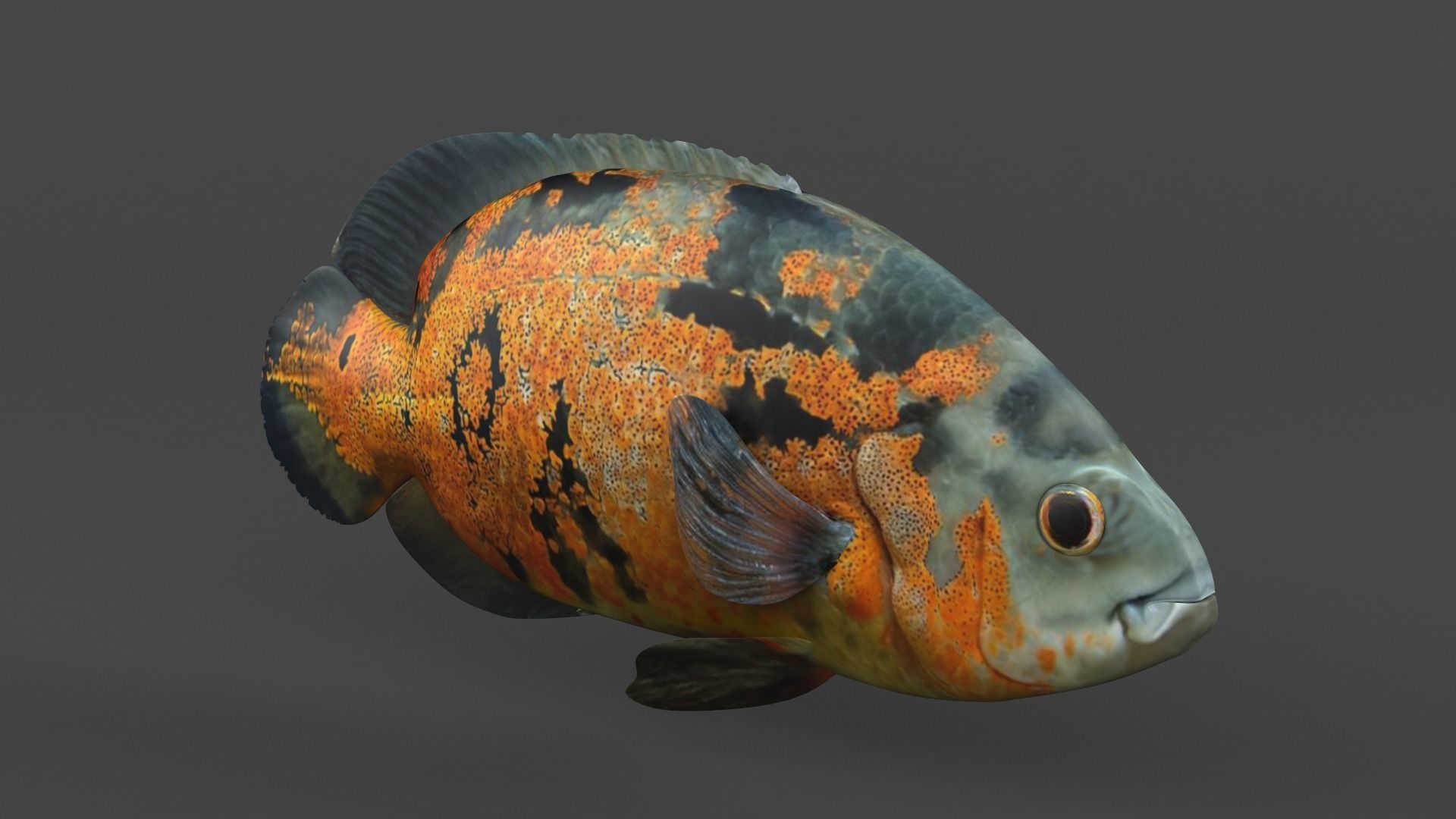 Oscar Fish 3D model_1