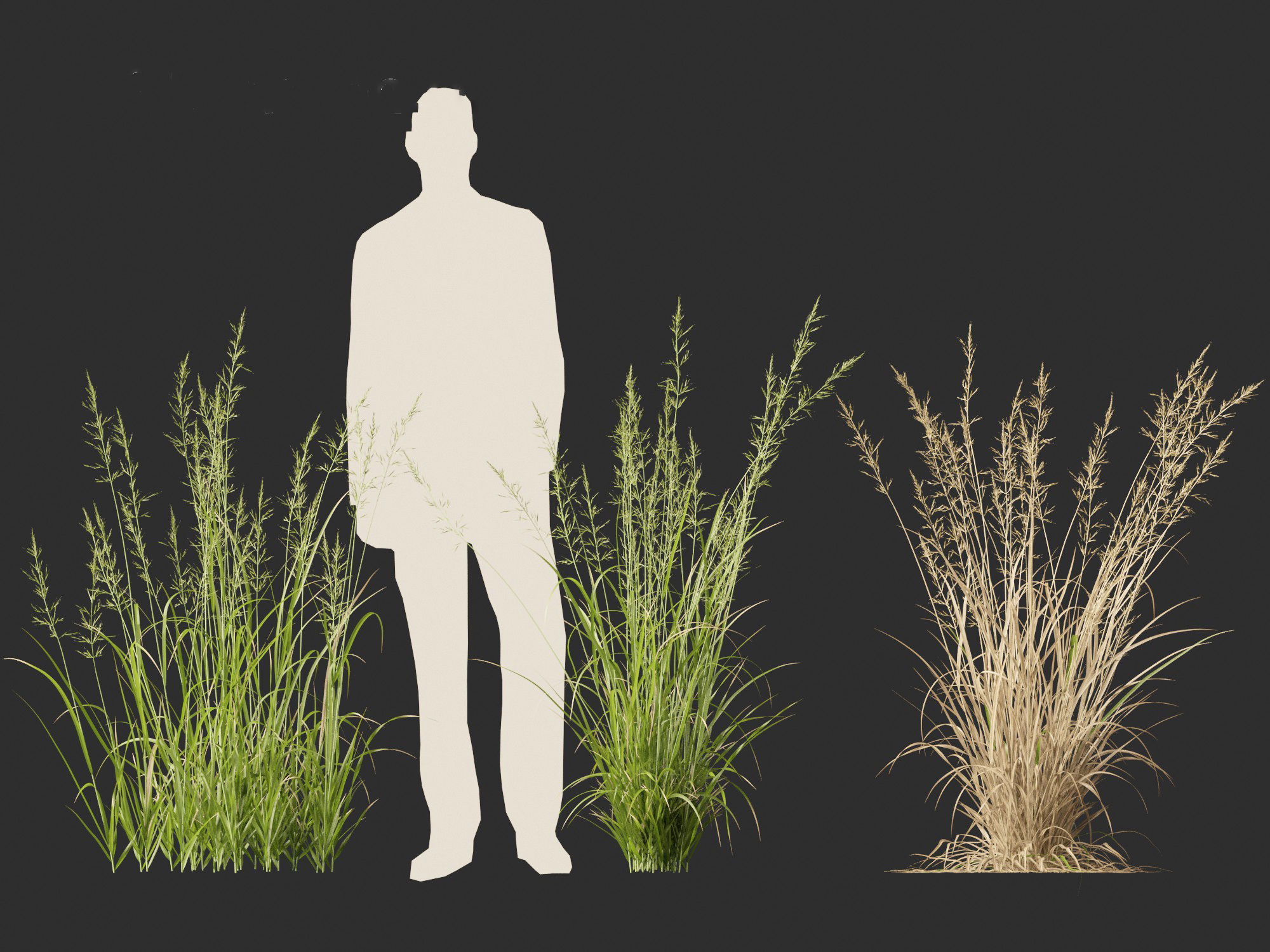 Arrhenatherum elatius  - False oat-grass 01 3D model_3