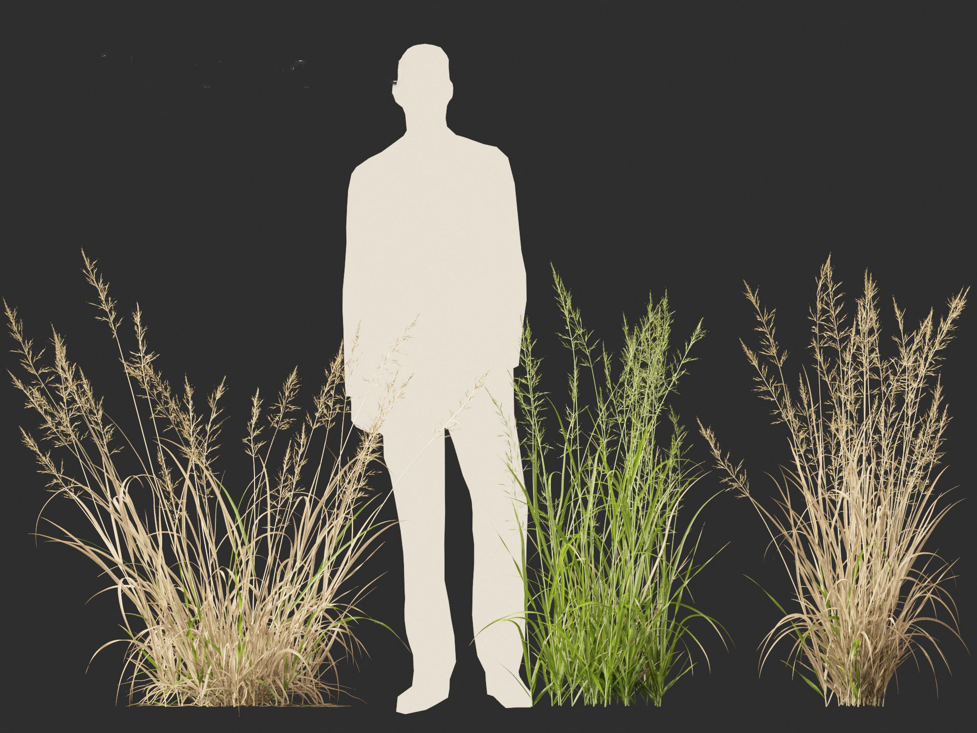 Arrhenatherum elatius  - False oat-grass 01 3D model_5