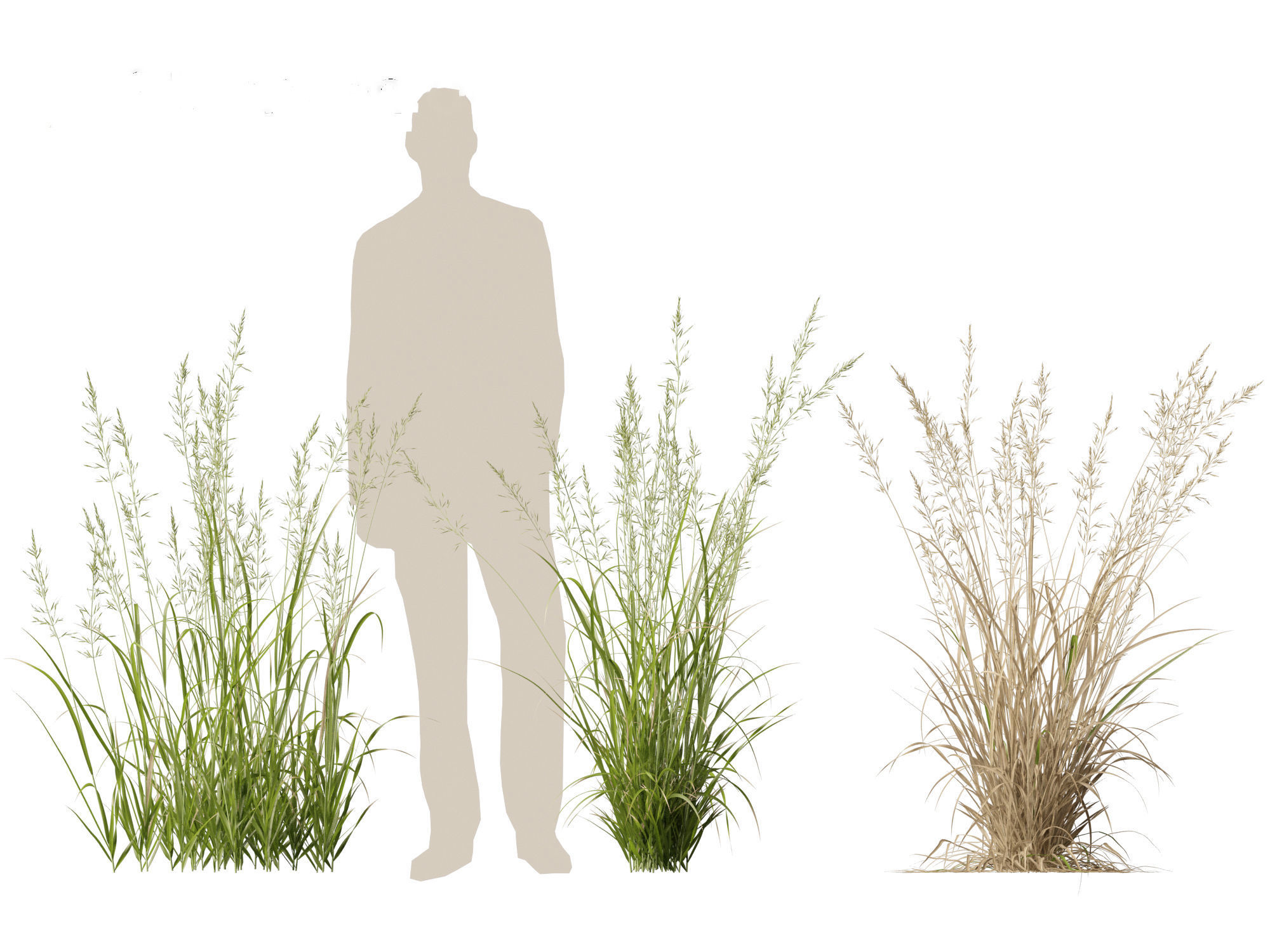 Arrhenatherum elatius  - False oat-grass 01 3D model_2