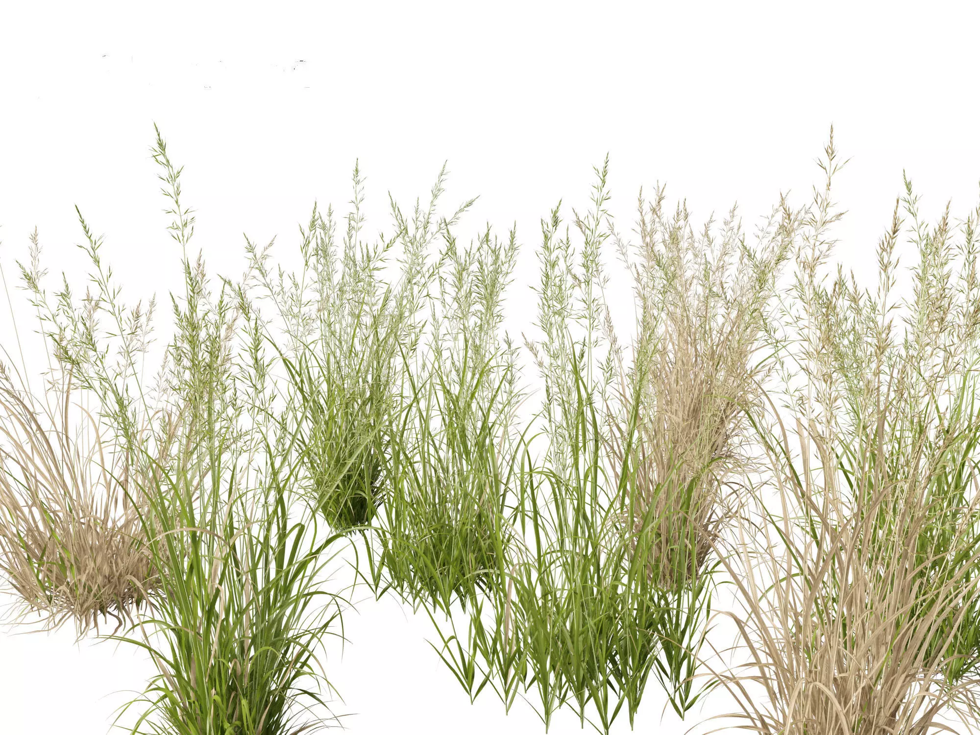 Arrhenatherum elatius  - False oat-grass 01 3D model_0