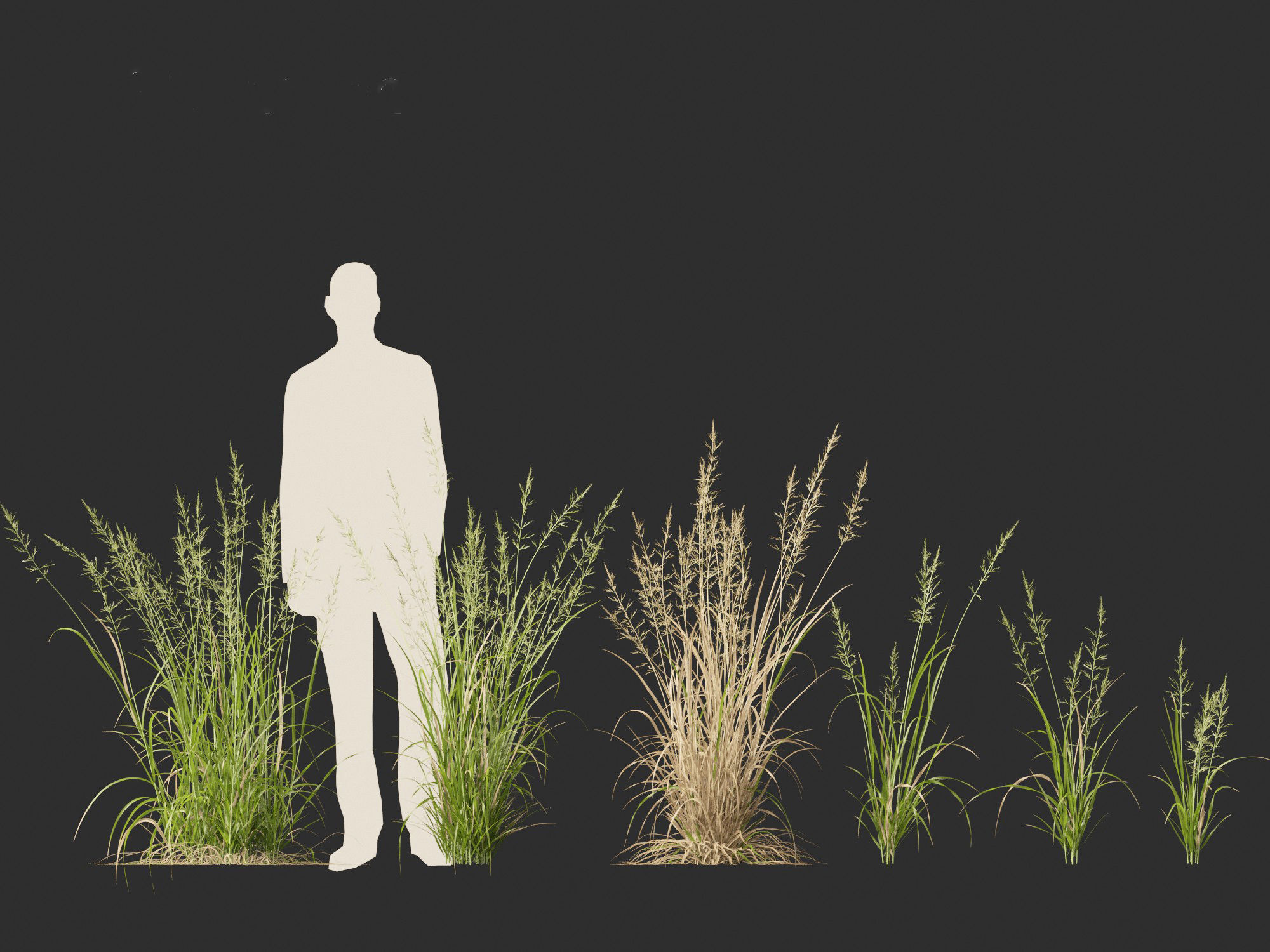 Arrhenatherum elatius  - False oat-grass 01 3D model_7