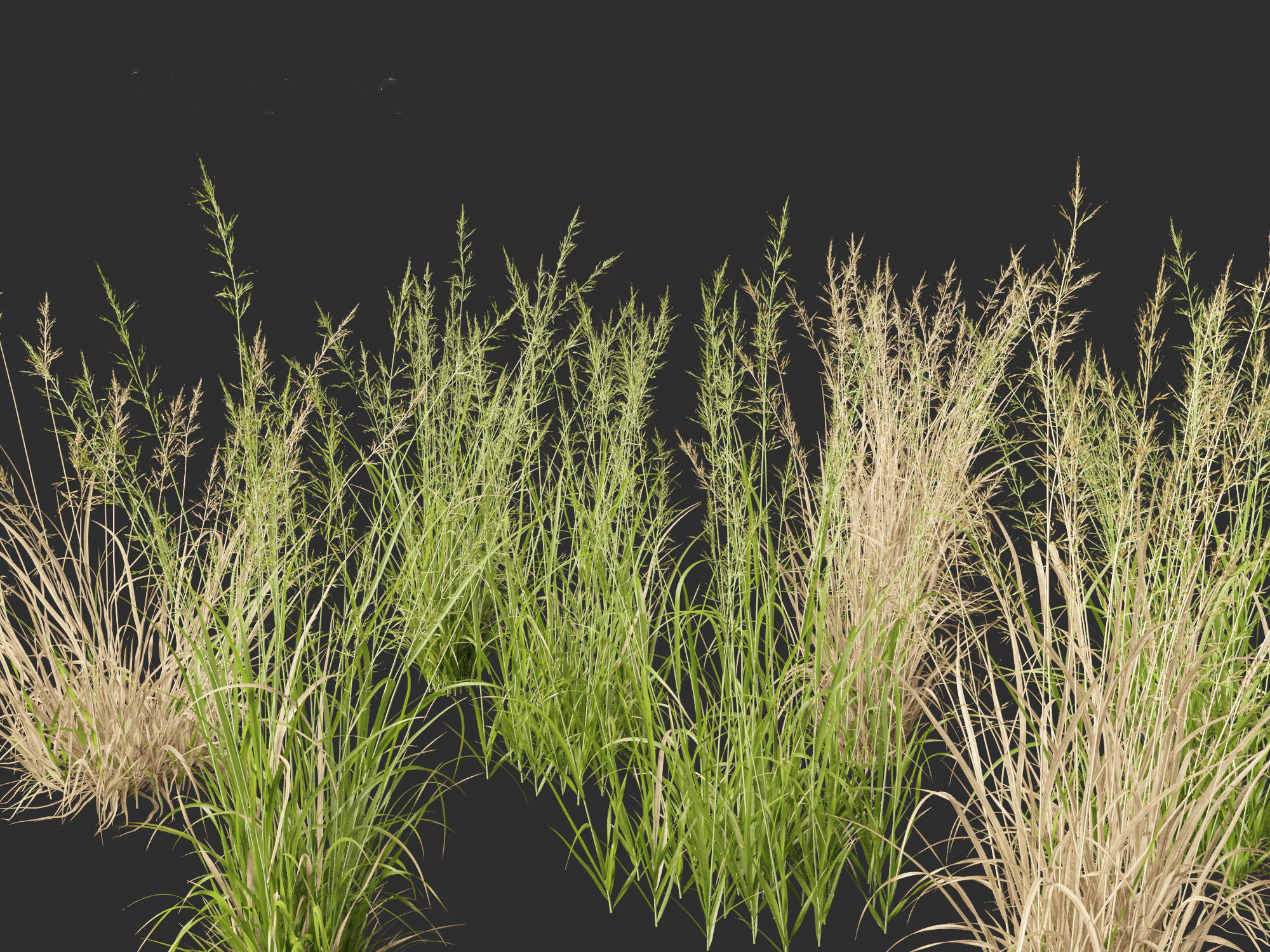 Arrhenatherum elatius  - False oat-grass 01 3D model_1