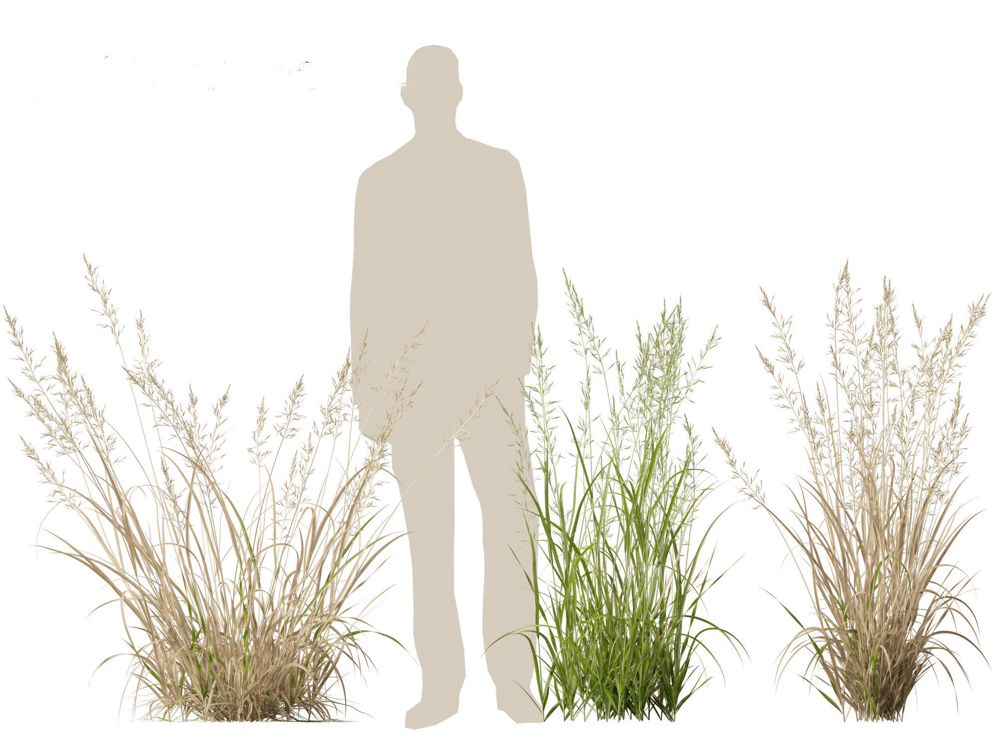 Arrhenatherum elatius  - False oat-grass 01 3D model_4