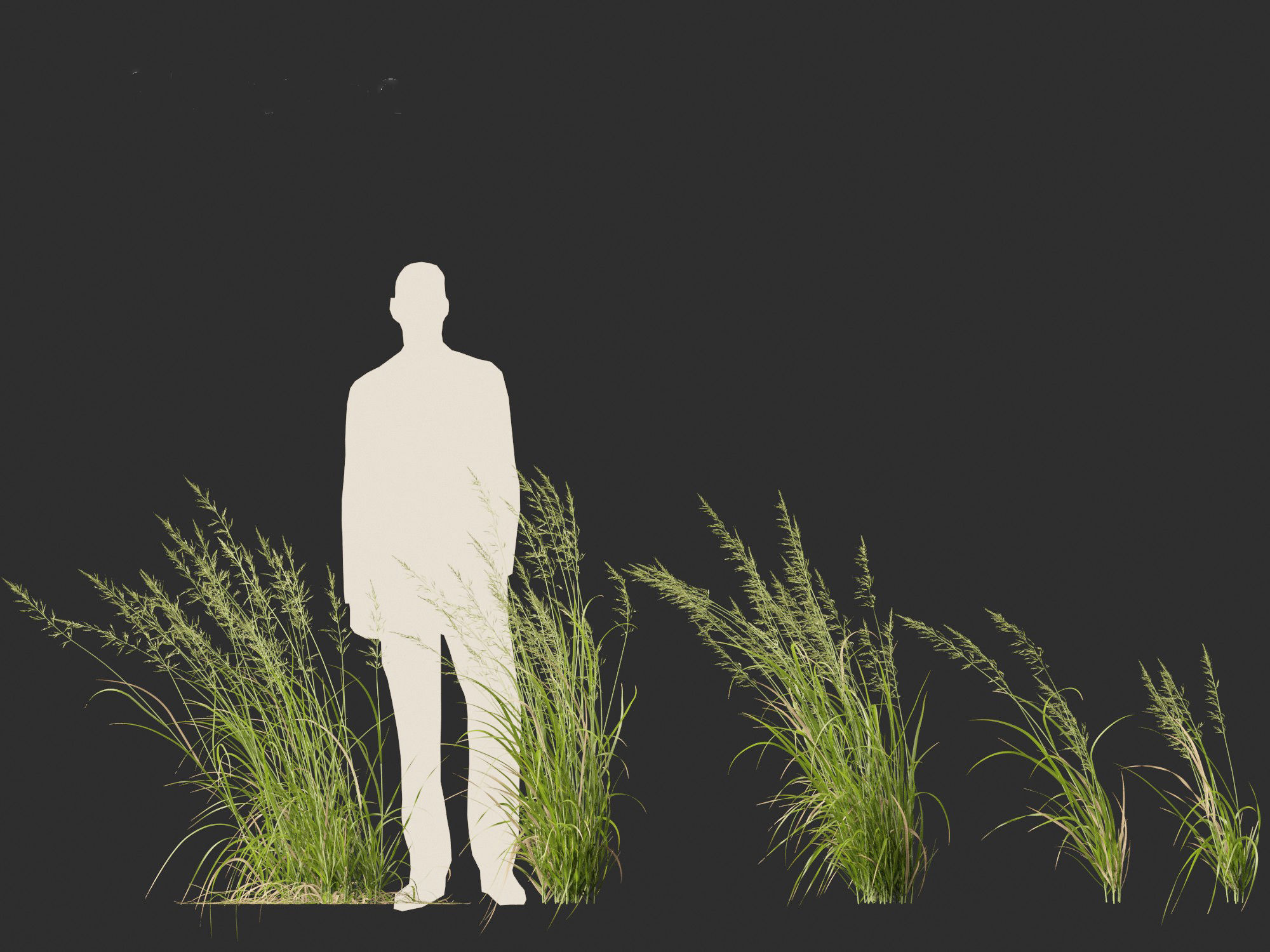 Arrhenatherum elatius - False oat-grass 02 3D model_7