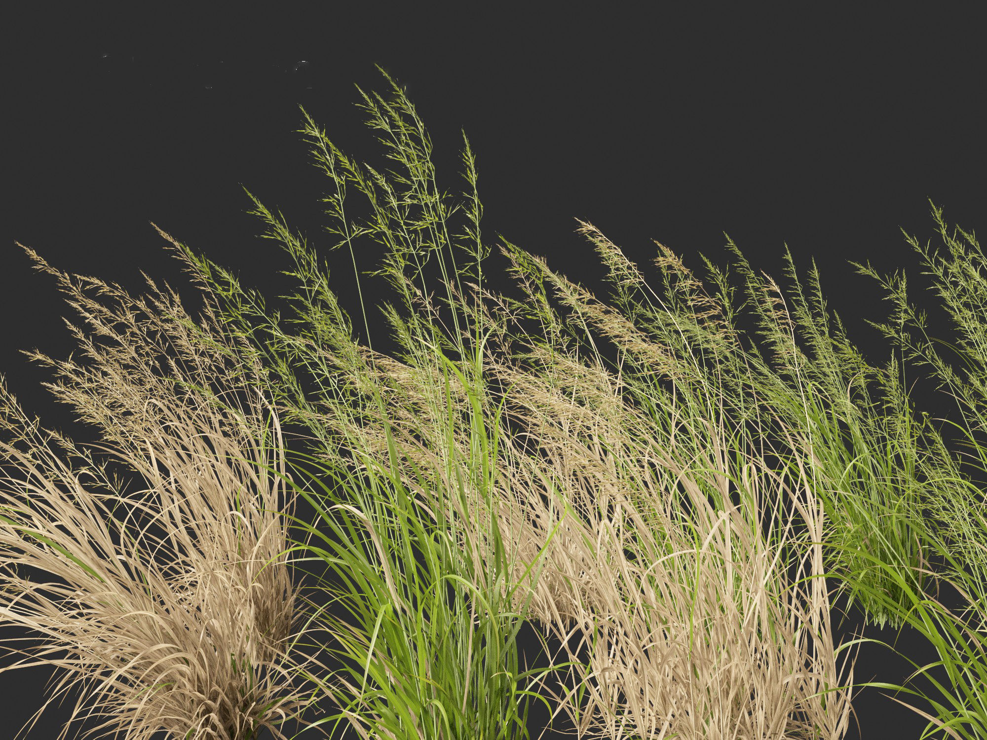 Arrhenatherum elatius - False oat-grass 02 3D model_1