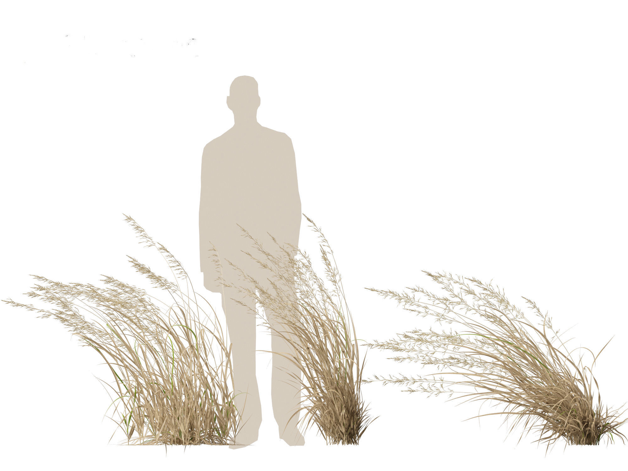 Arrhenatherum elatius - False oat-grass 02 3D model_2