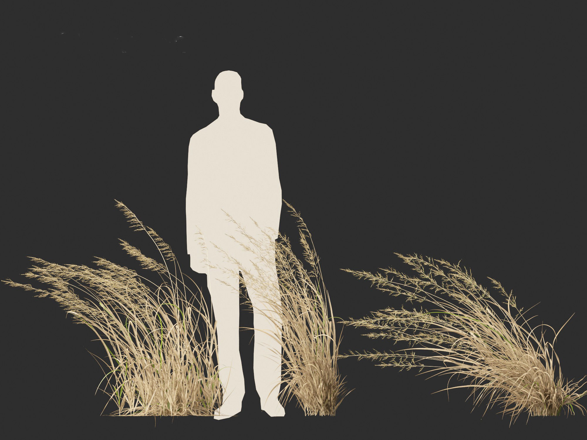 Arrhenatherum elatius - False oat-grass 02 3D model_3