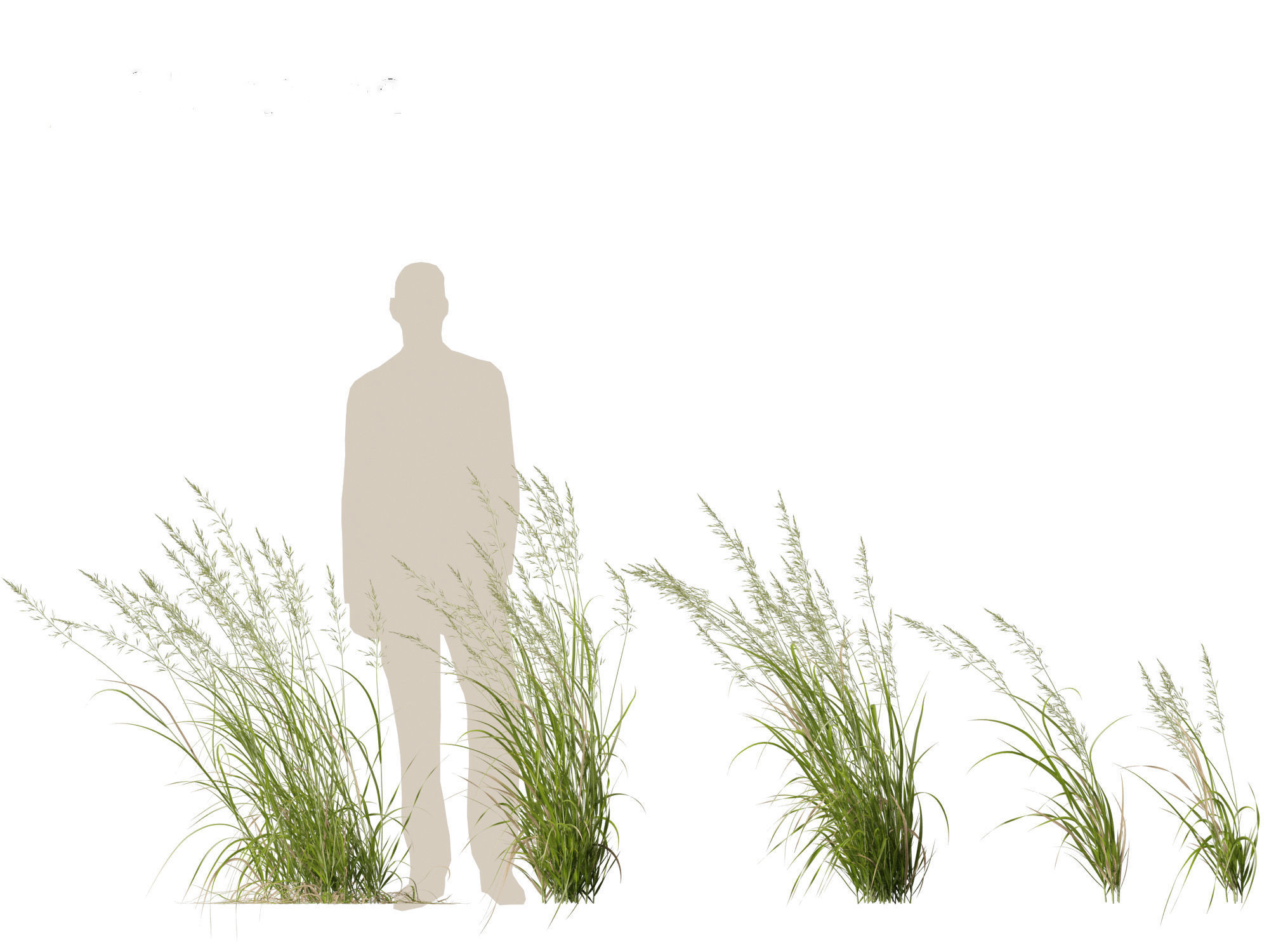 Arrhenatherum elatius - False oat-grass 02 3D model_6