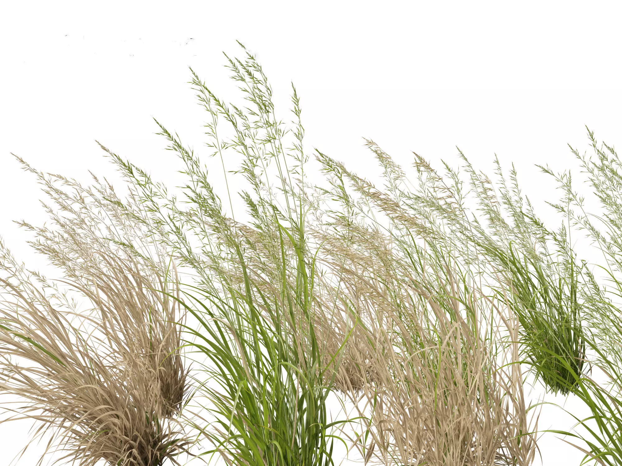 Arrhenatherum elatius - False oat-grass 02 3D model_0
