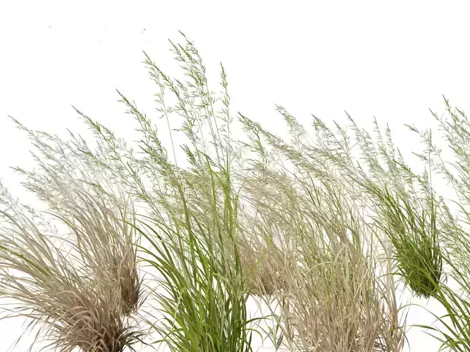 Arrhenatherum elatius - False oat-grass 02 3D model
