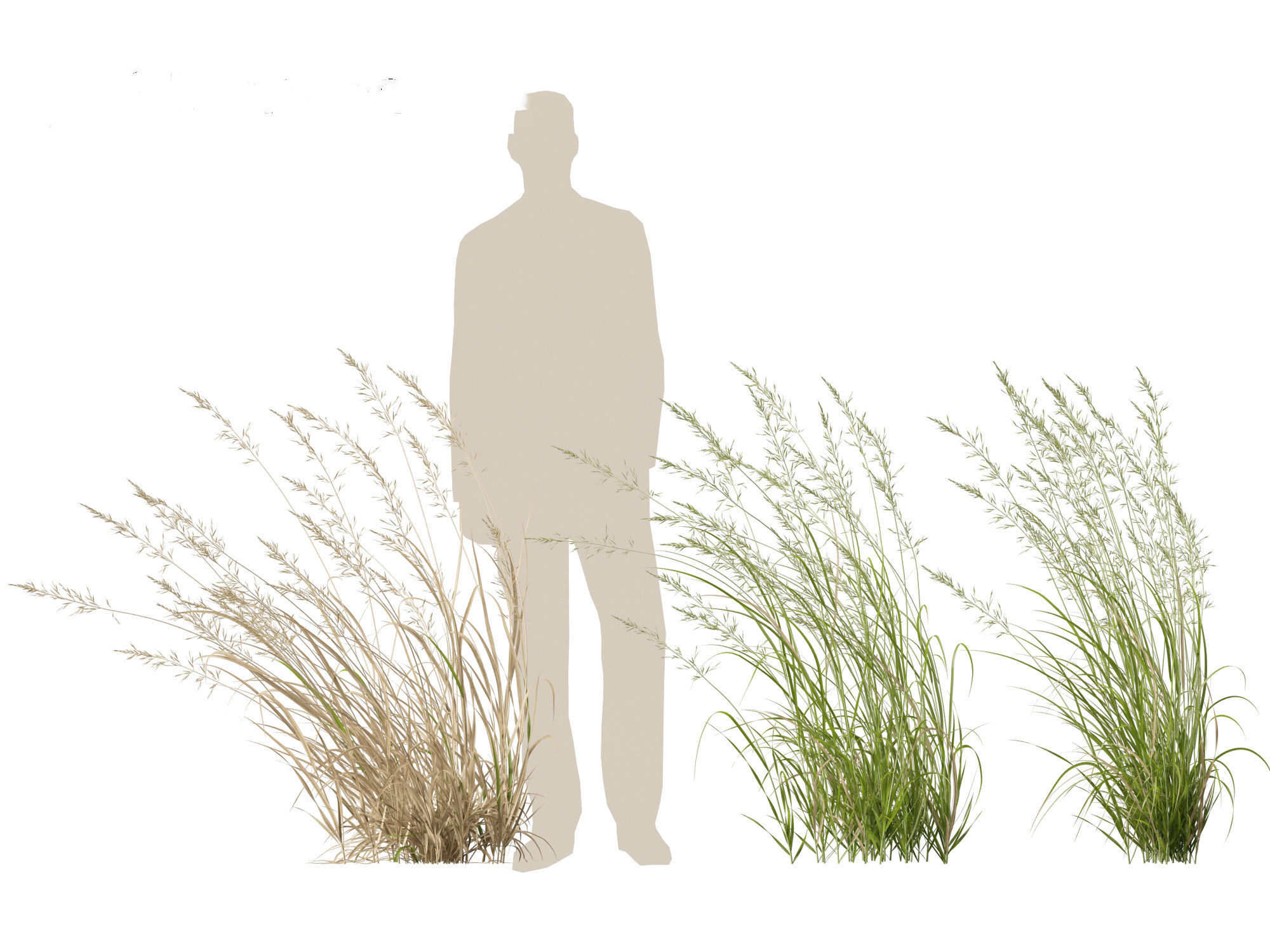 Arrhenatherum elatius - False oat-grass 02 3D model_4