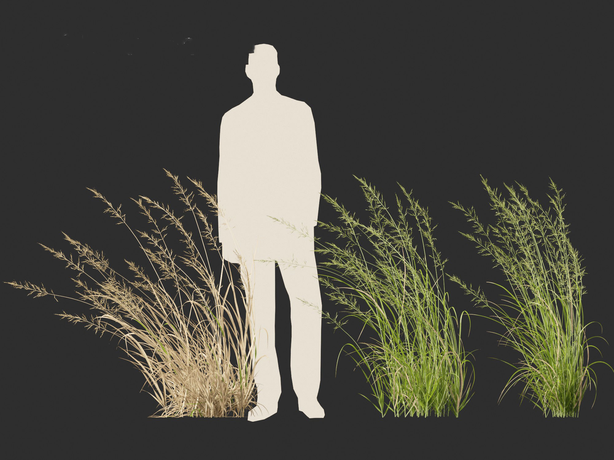 Arrhenatherum elatius - False oat-grass 02 3D model_5