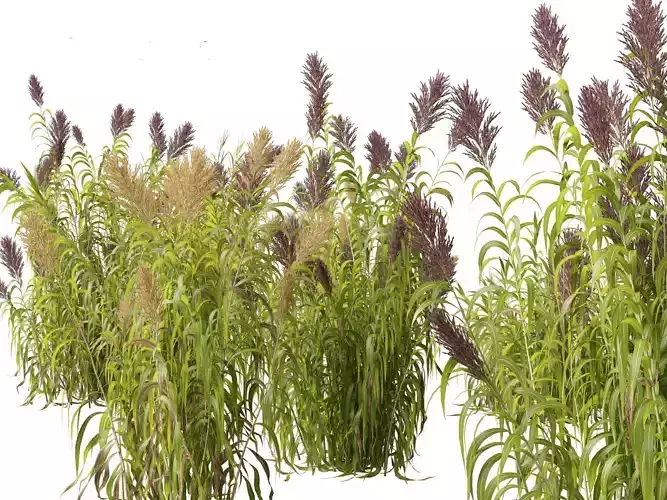 Arundo donax - Giant reed 03