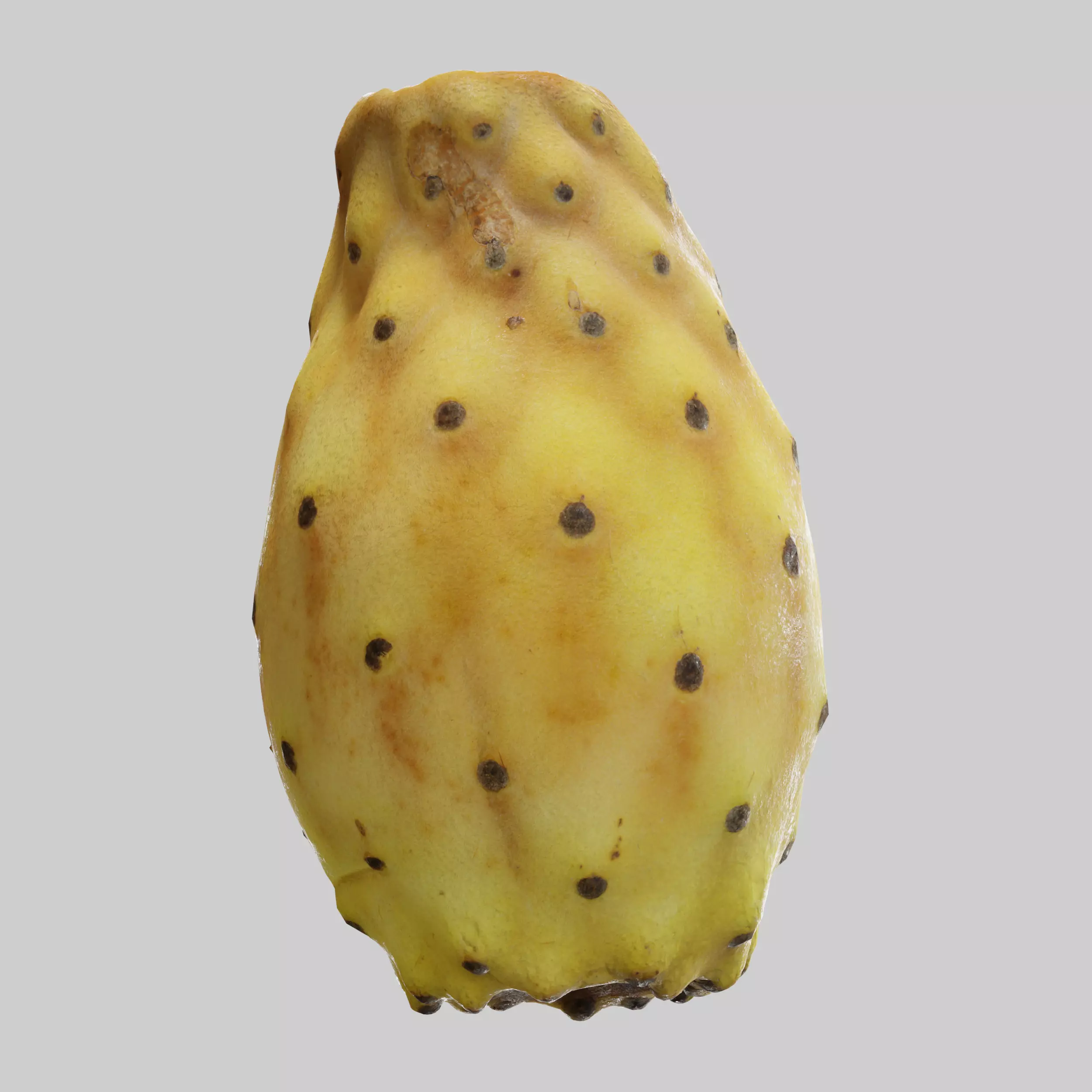 Prickly Pear 3D model_0