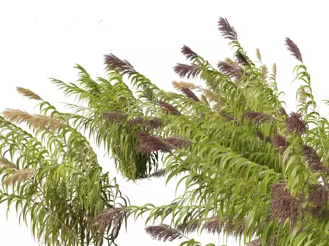 Arundo donax - Giant reed 04