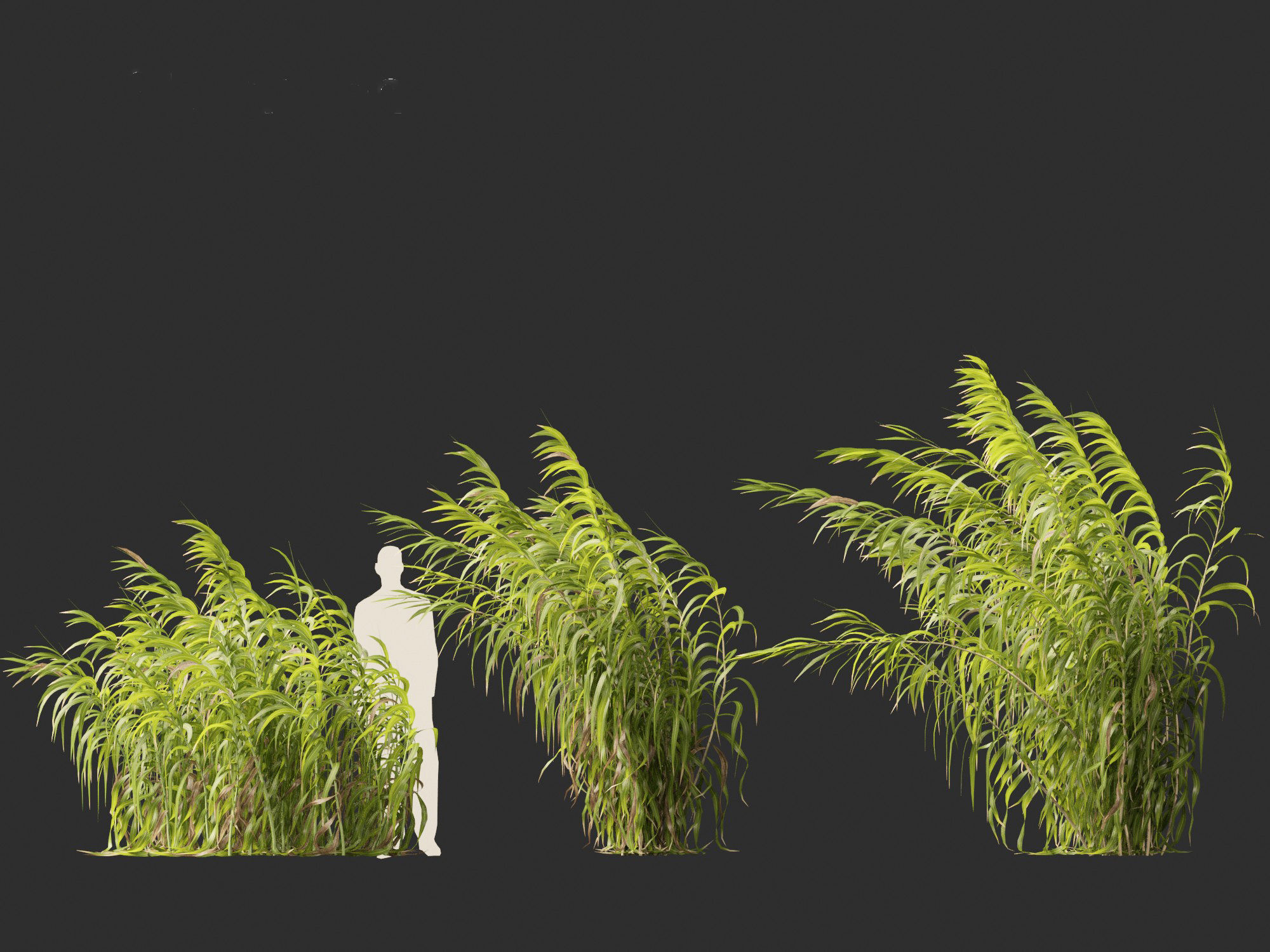 Arundo donax - Giant reed 04 3D model_7