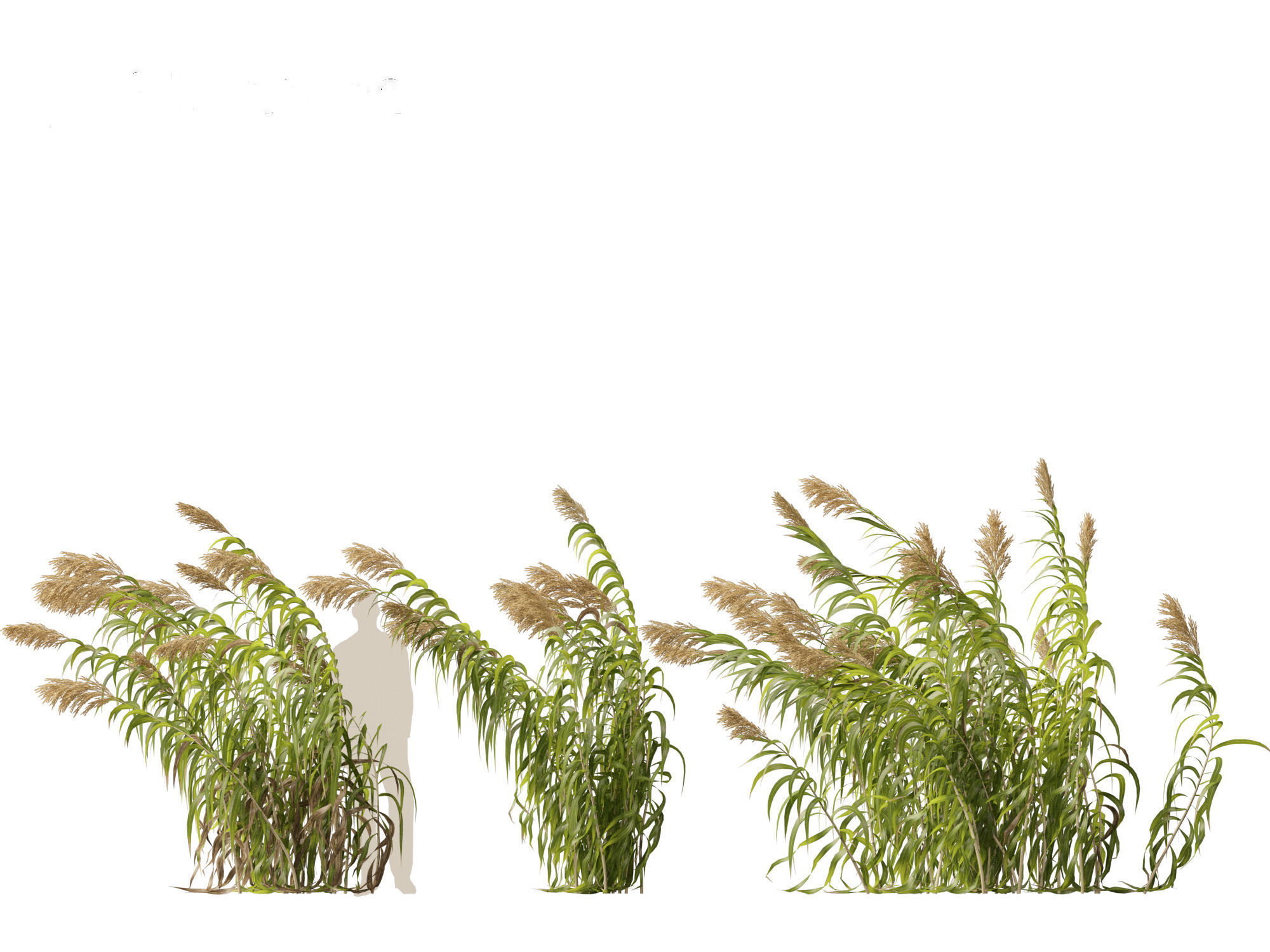 Arundo donax - Giant reed 04 3D model_4