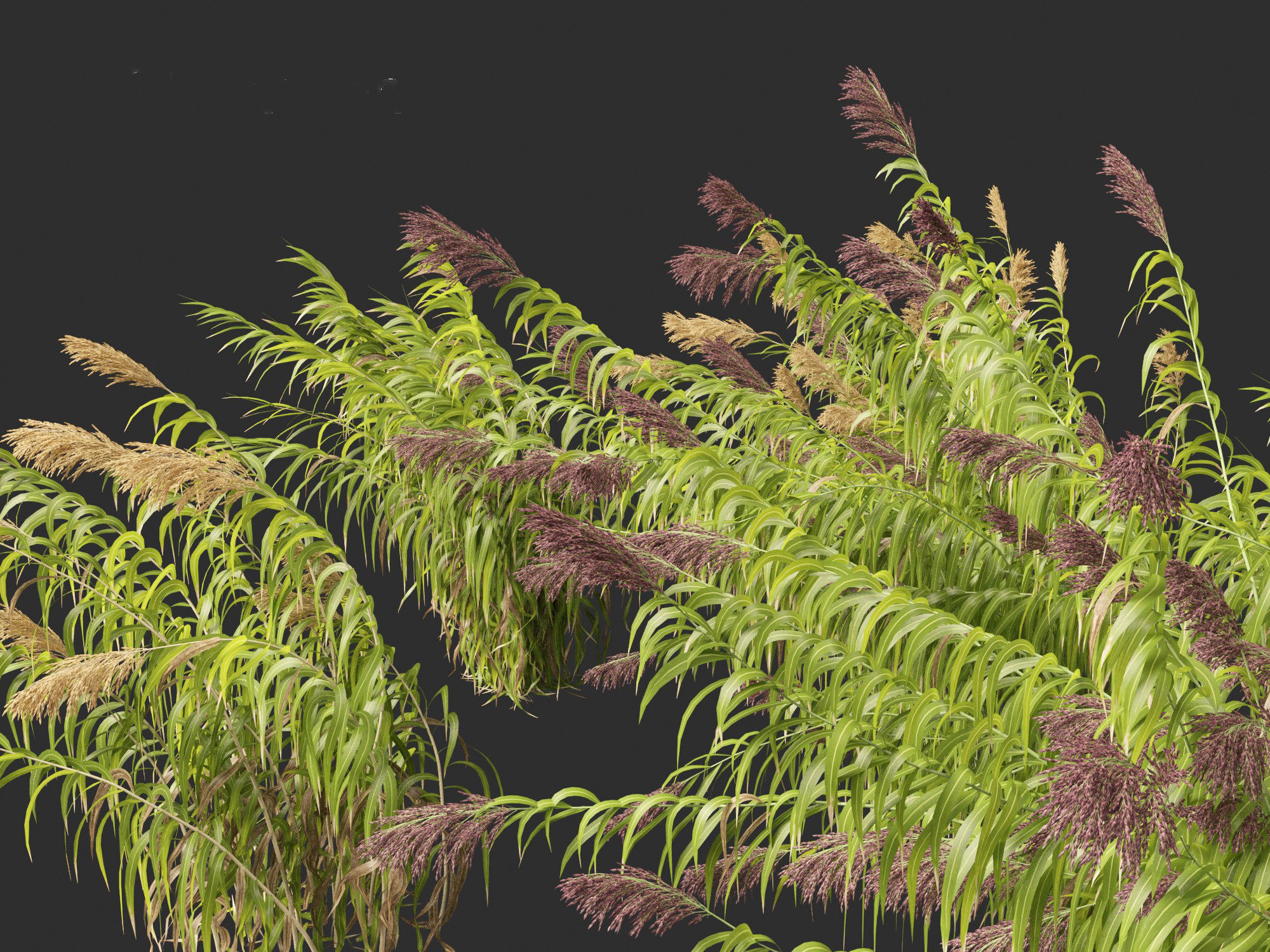 Arundo donax - Giant reed 04 3D model_1