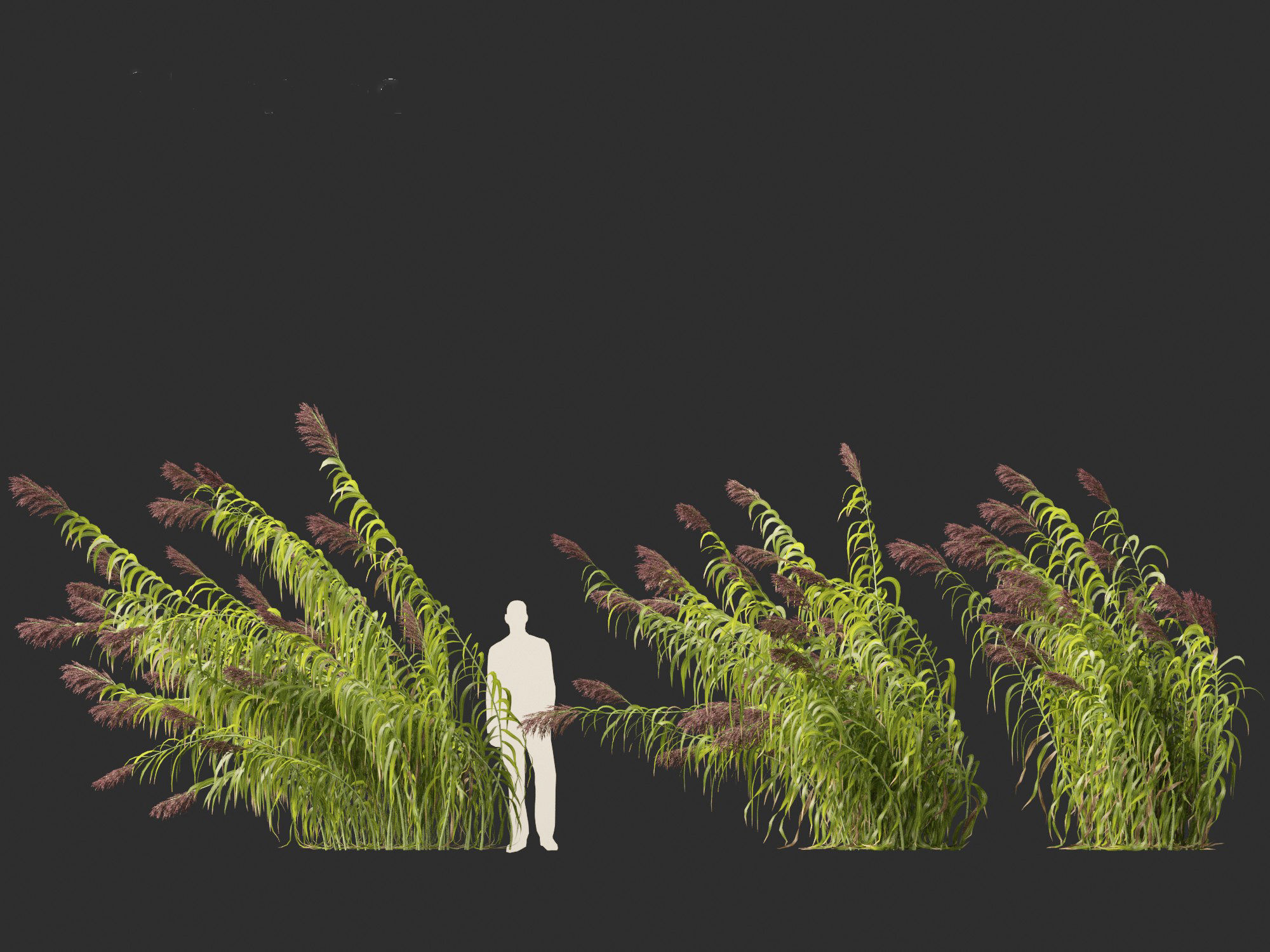 Arundo donax - Giant reed 04 3D model_3