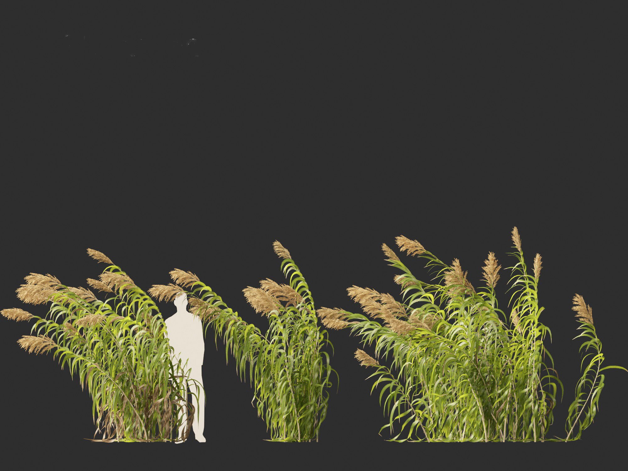 Arundo donax - Giant reed 04 3D model_5