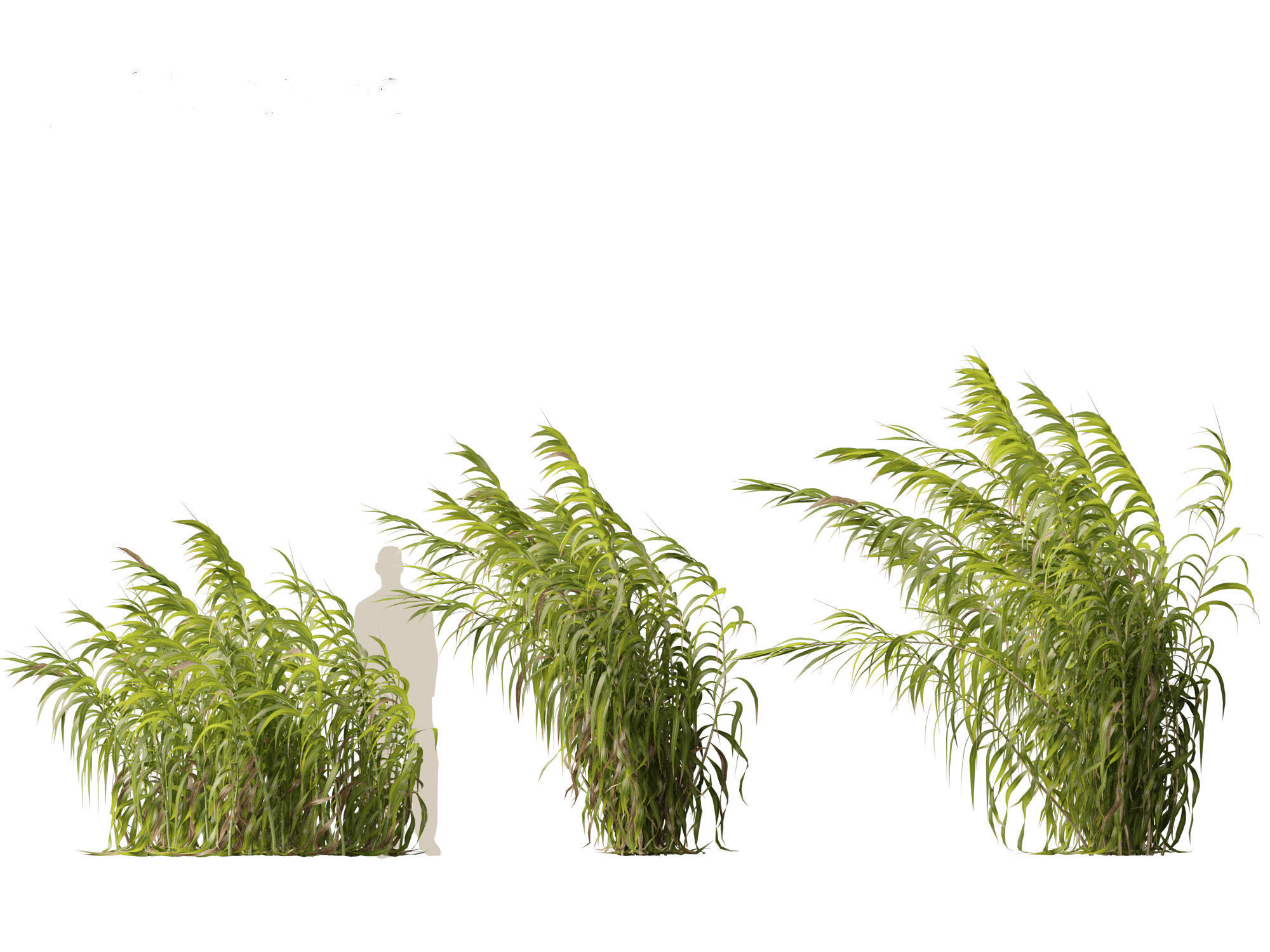 Arundo donax - Giant reed 04 3D model_6