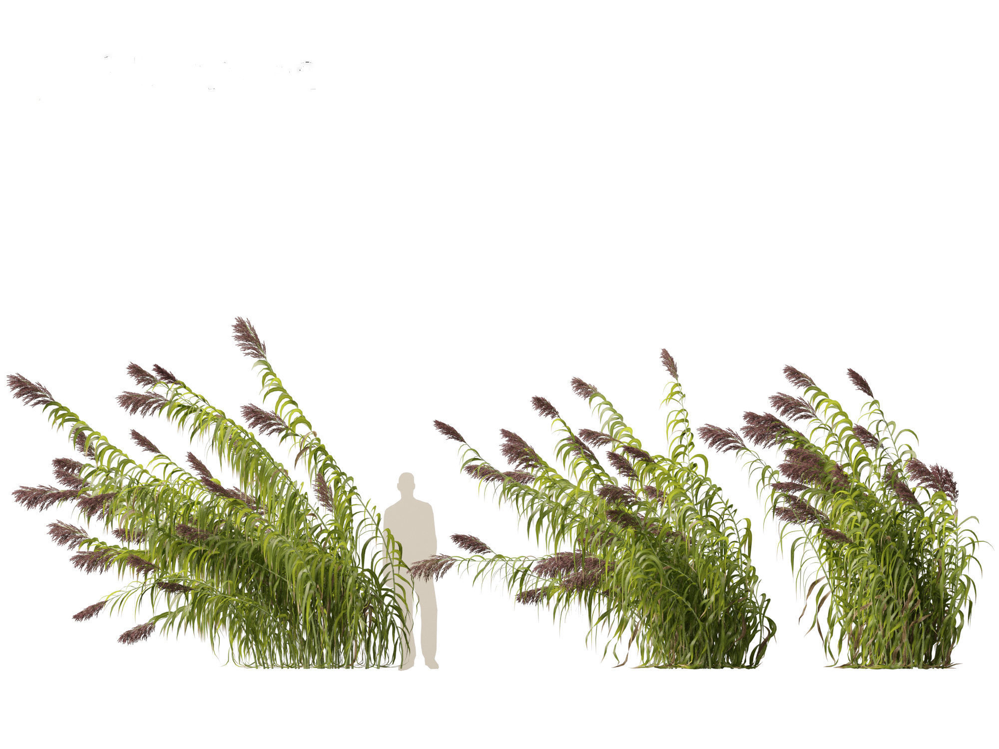 Arundo donax - Giant reed 04 3D model_2