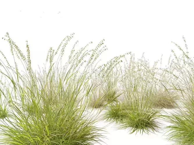 Bouteloua curtipendula - Sideoats grama 01