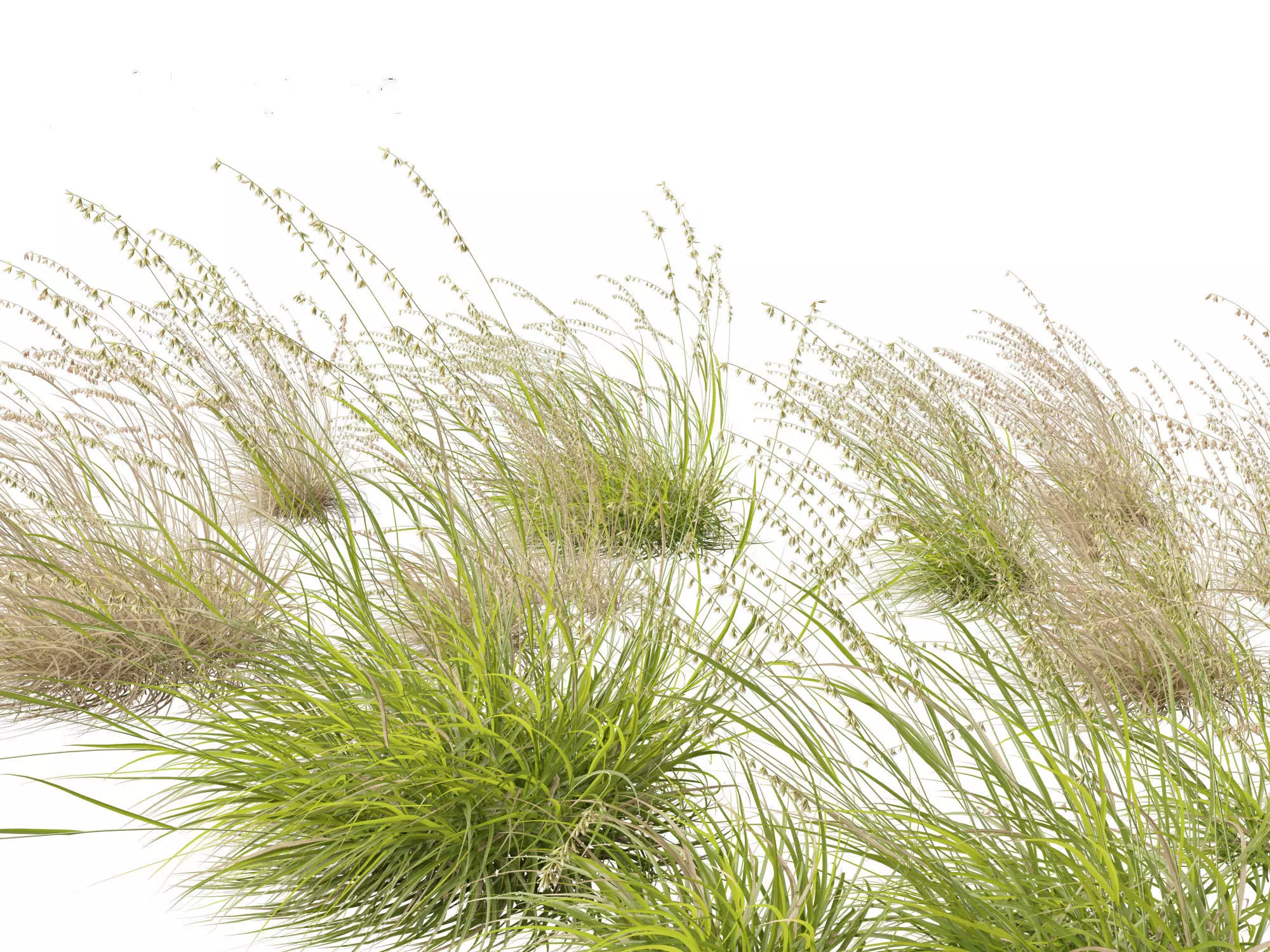 Bouteloua curtipendula - Sideoats grama 02 3D model