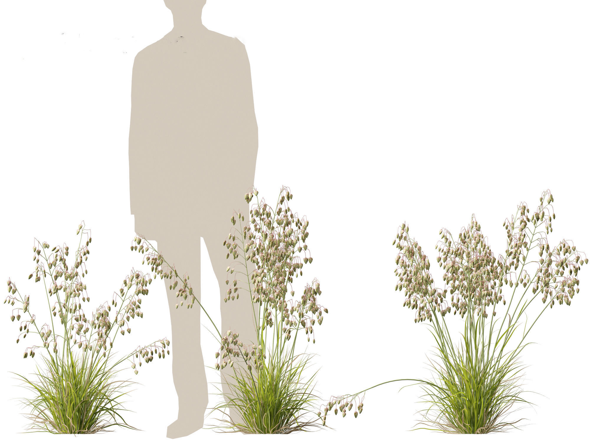 Briza media - Common quaking grass 01 3D model_2