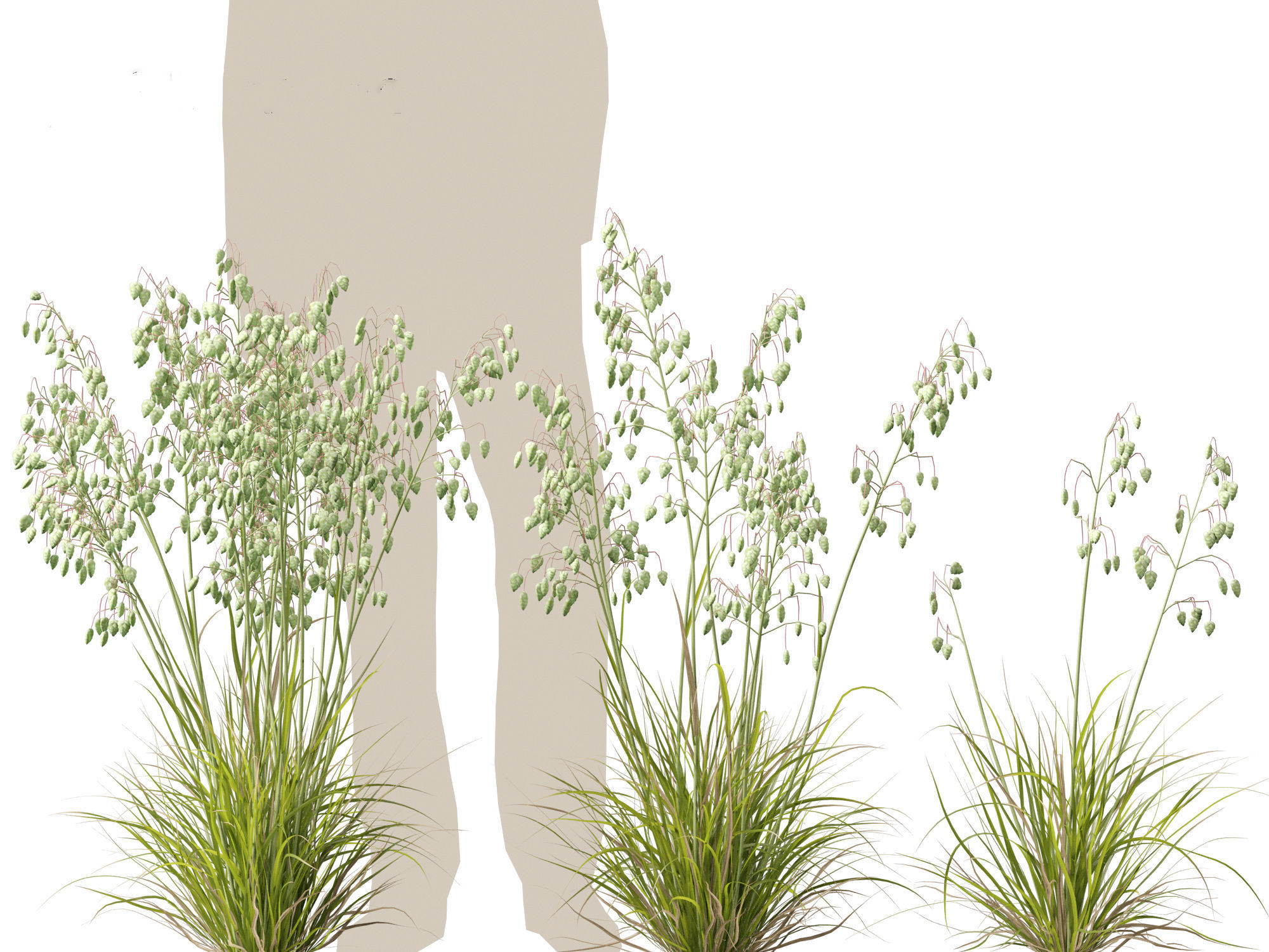 Briza media - Common quaking grass 01 3D model_4