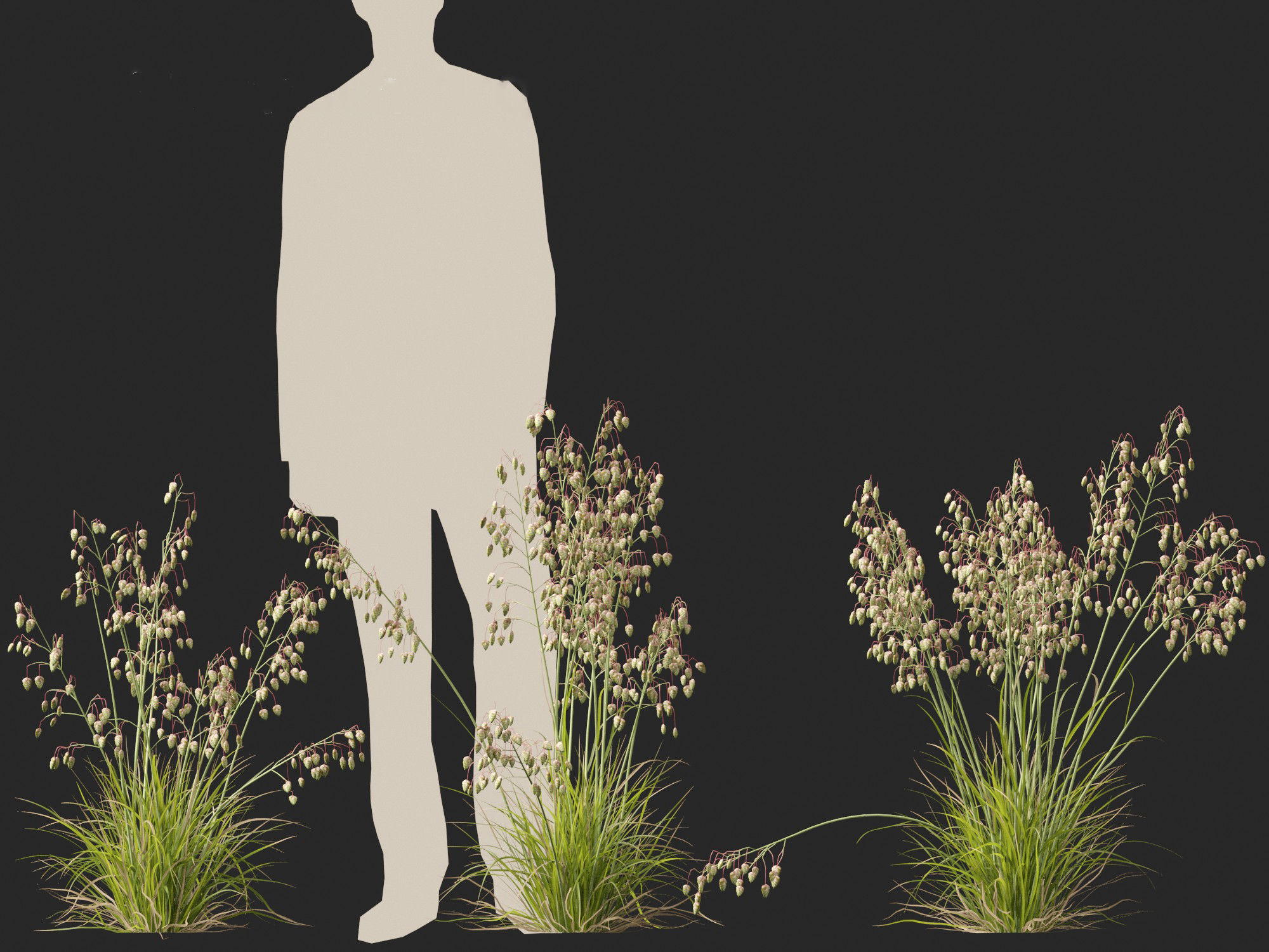 Briza media - Common quaking grass 01 3D model_3