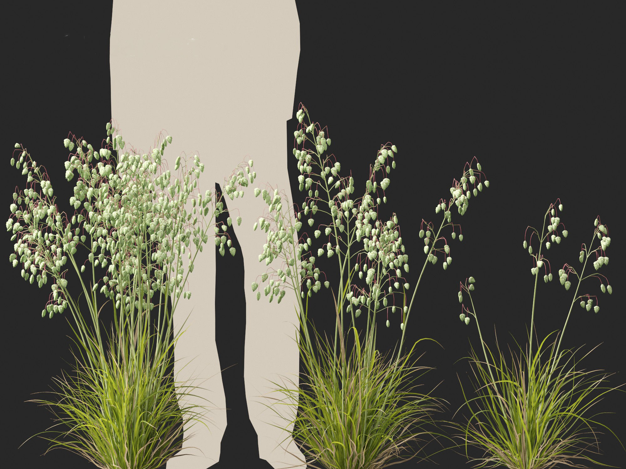 Briza media - Common quaking grass 01 3D model_5