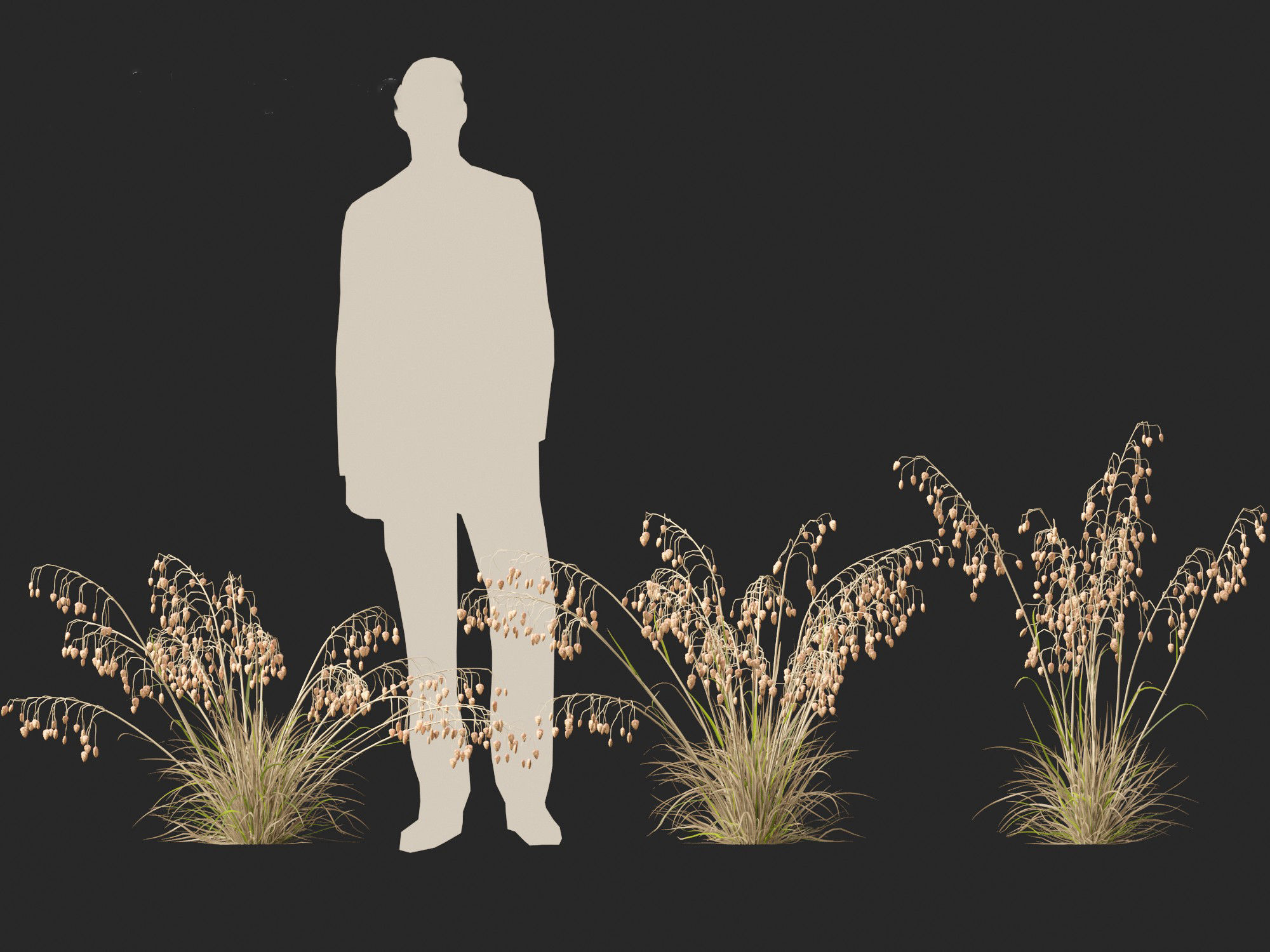 Briza media - Common quaking grass 01 3D model_7