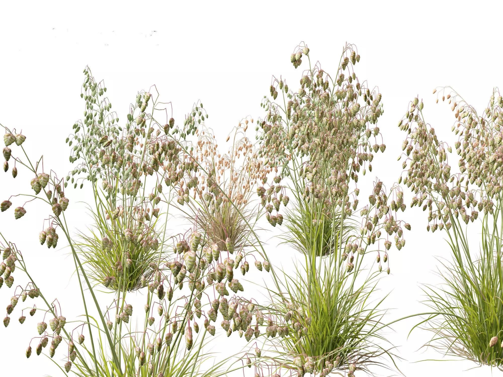Briza media - Common quaking grass 01 3D model_0
